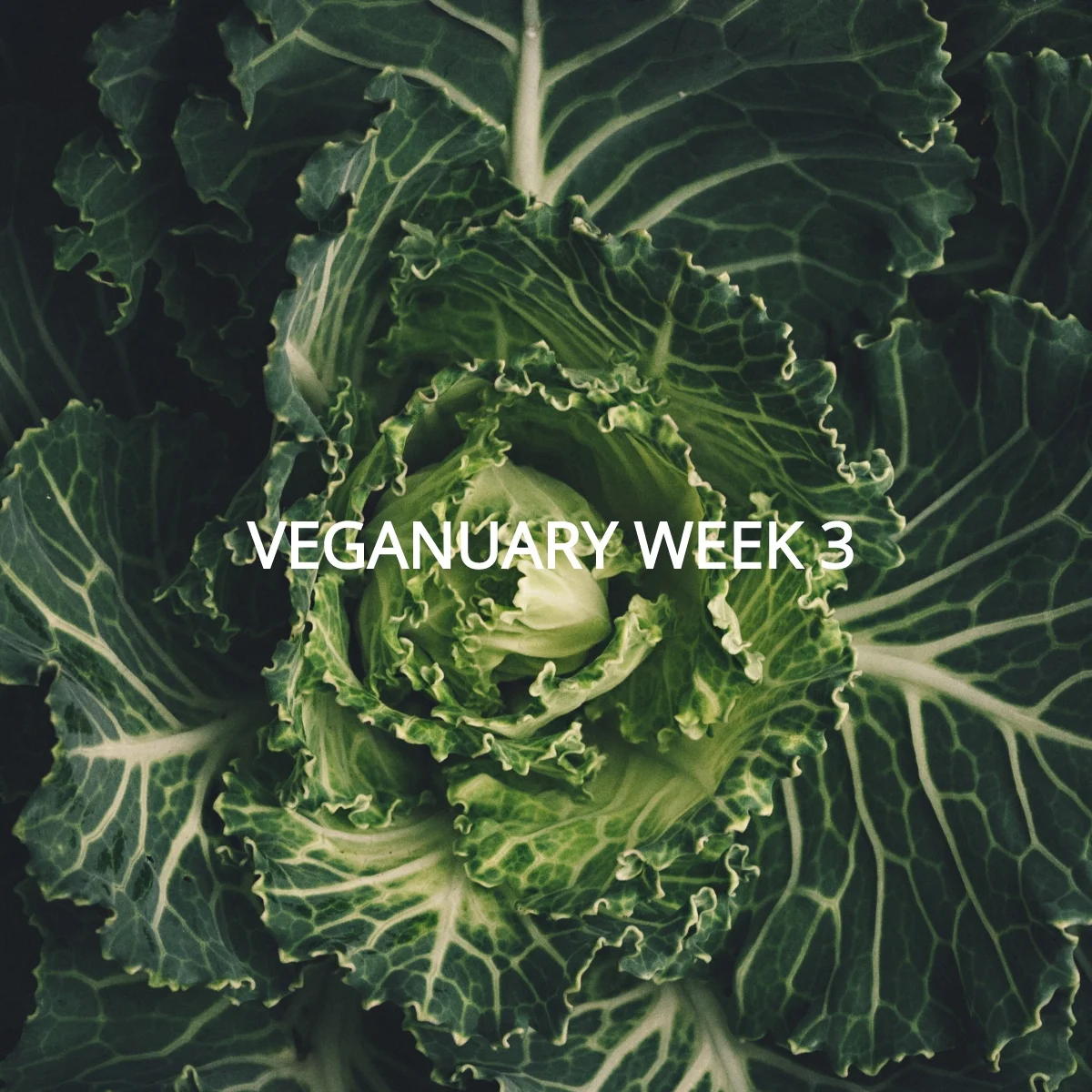 Veganuary Week 3