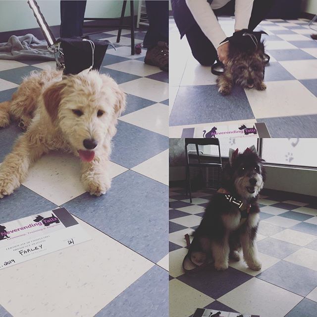 Here are our newest puppy class graduates.  Congratulations to Clara, Farley and Brillo.  Awesome job everyone 🎉🐶#puppytraining #puppyclasses