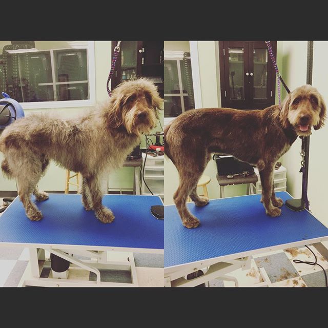 Jack&rsquo;s first groom with Konomi #labradoodle #doggrooming