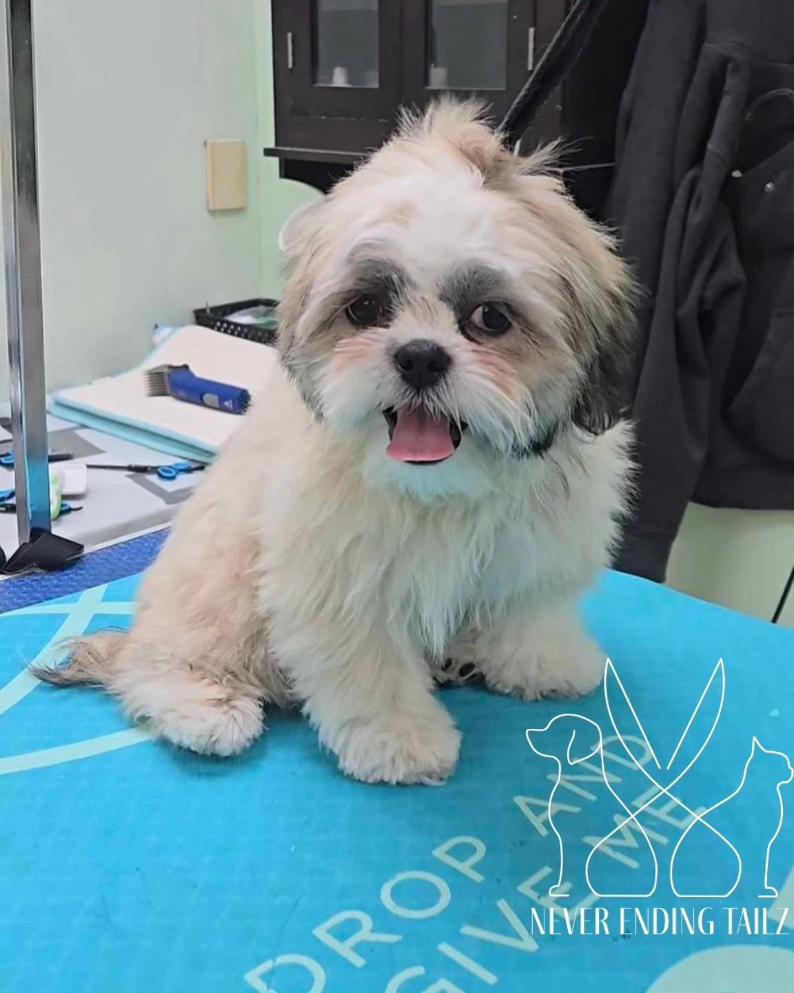 Charlie had his first visit to the salon today! This cute pup was a superstar and enjoyed his warm bath and trim with @fluffybeargrooming! 

#NeverEndingTailz #petgrooming #doggrooming #yycpetgroomers #Sundance #Calgary #yyc #smallbusiness #local