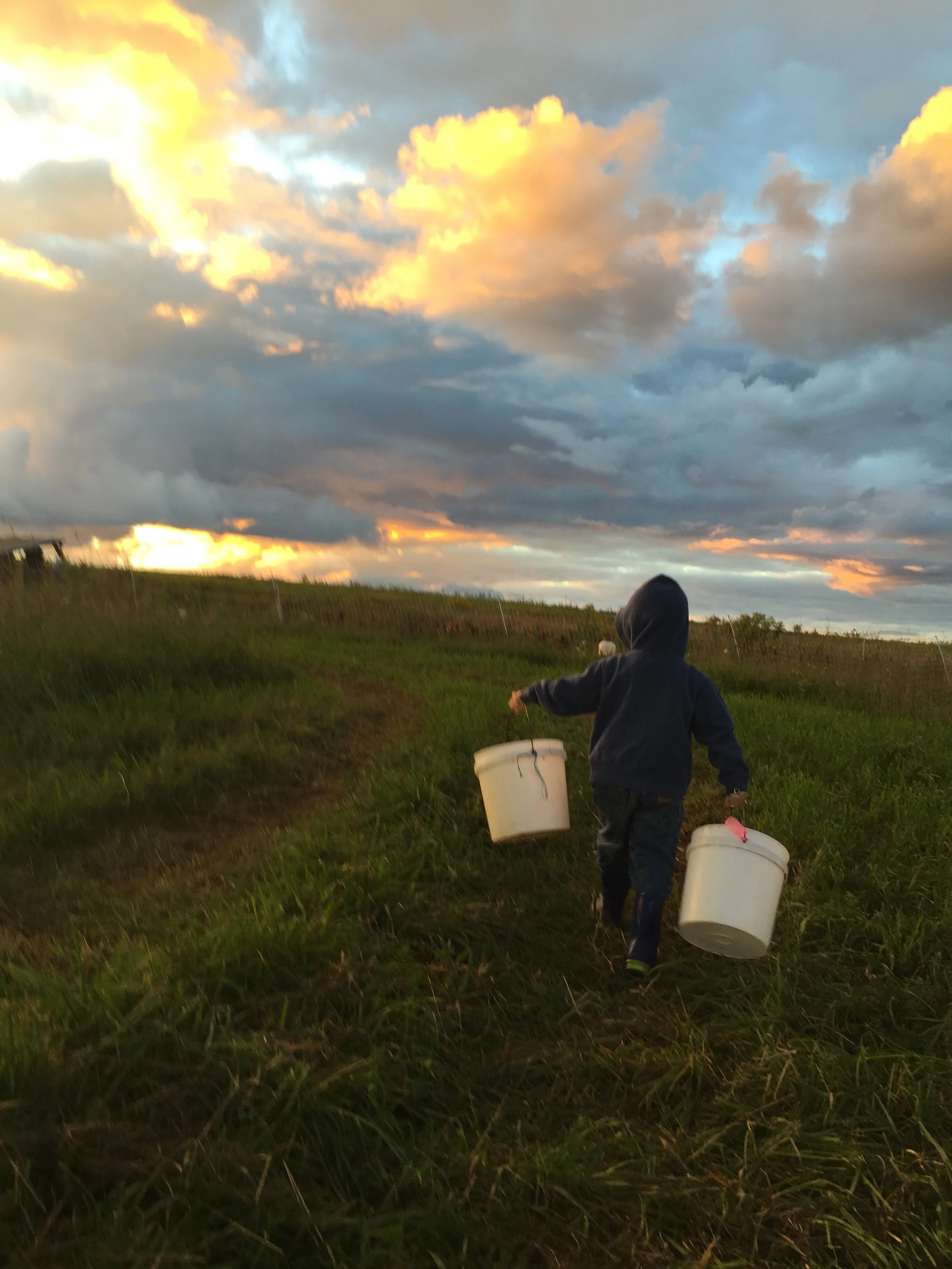 Cultivating resistance in a world that wants everything cheaper, bigger, and more efficient: Our thoughts on the current farm crisis.