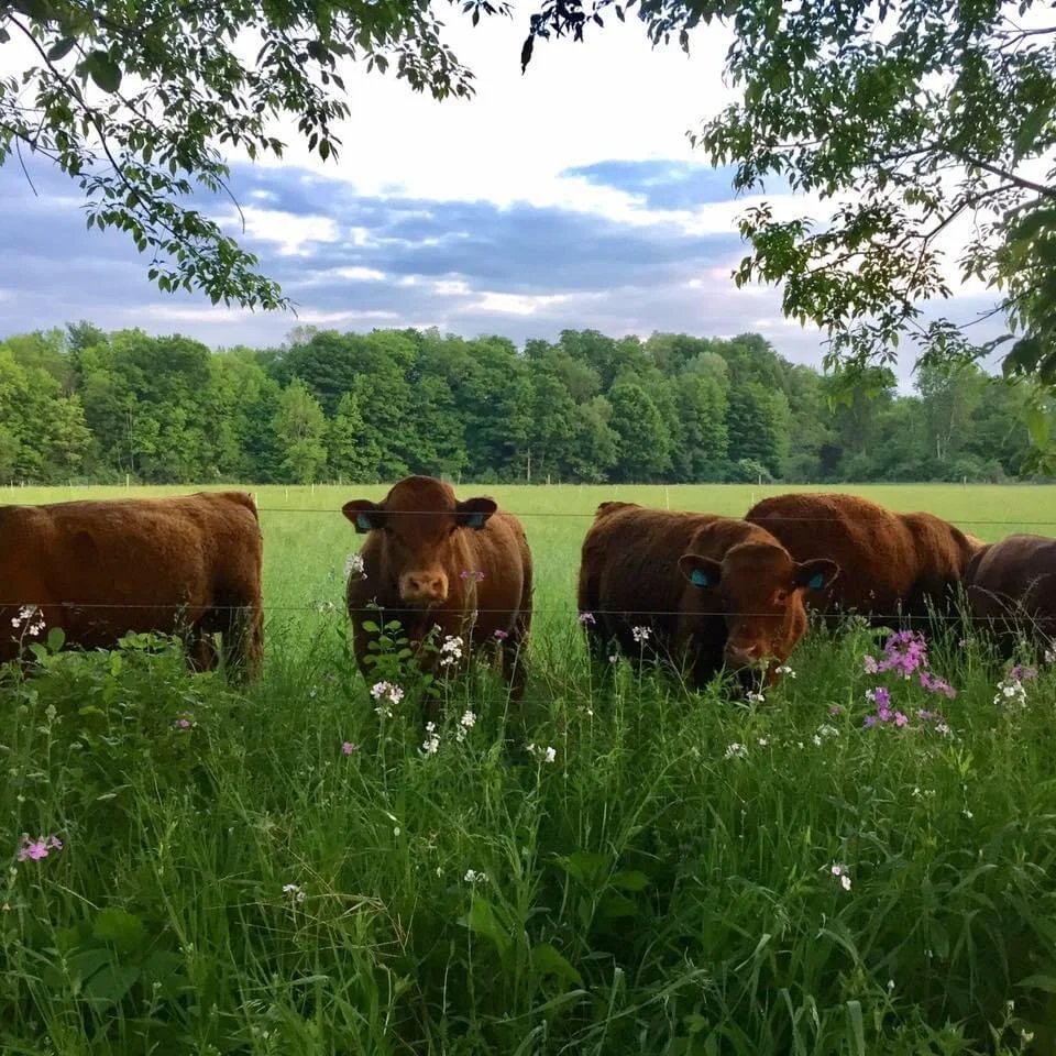 Sacred Cow