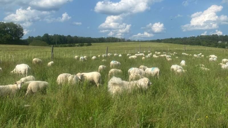 sheep on pasture.jpg