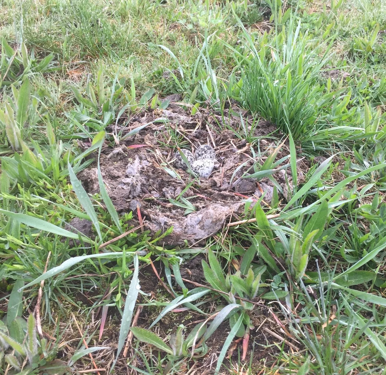 killdeer nest.jpg