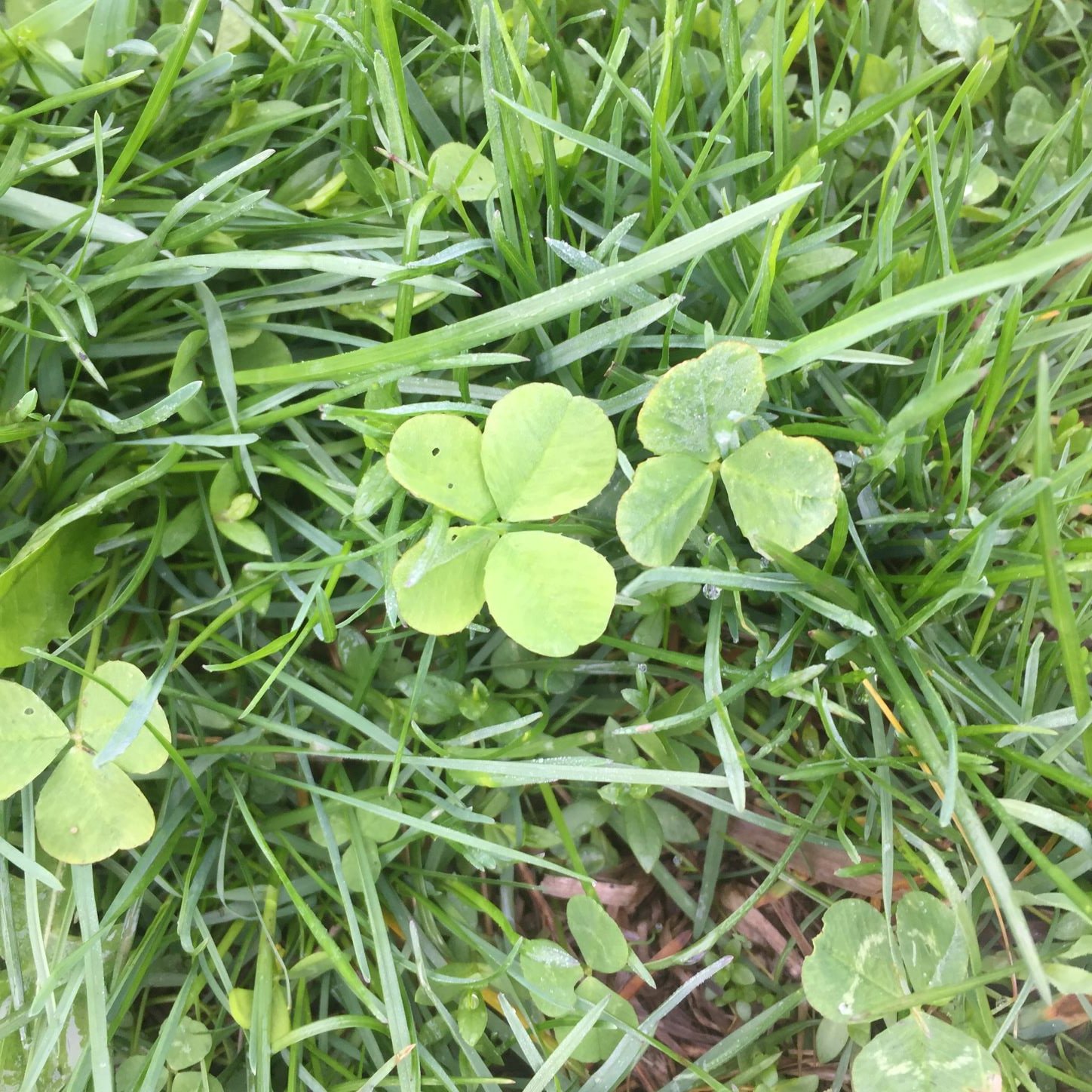 four leaf clover.JPG