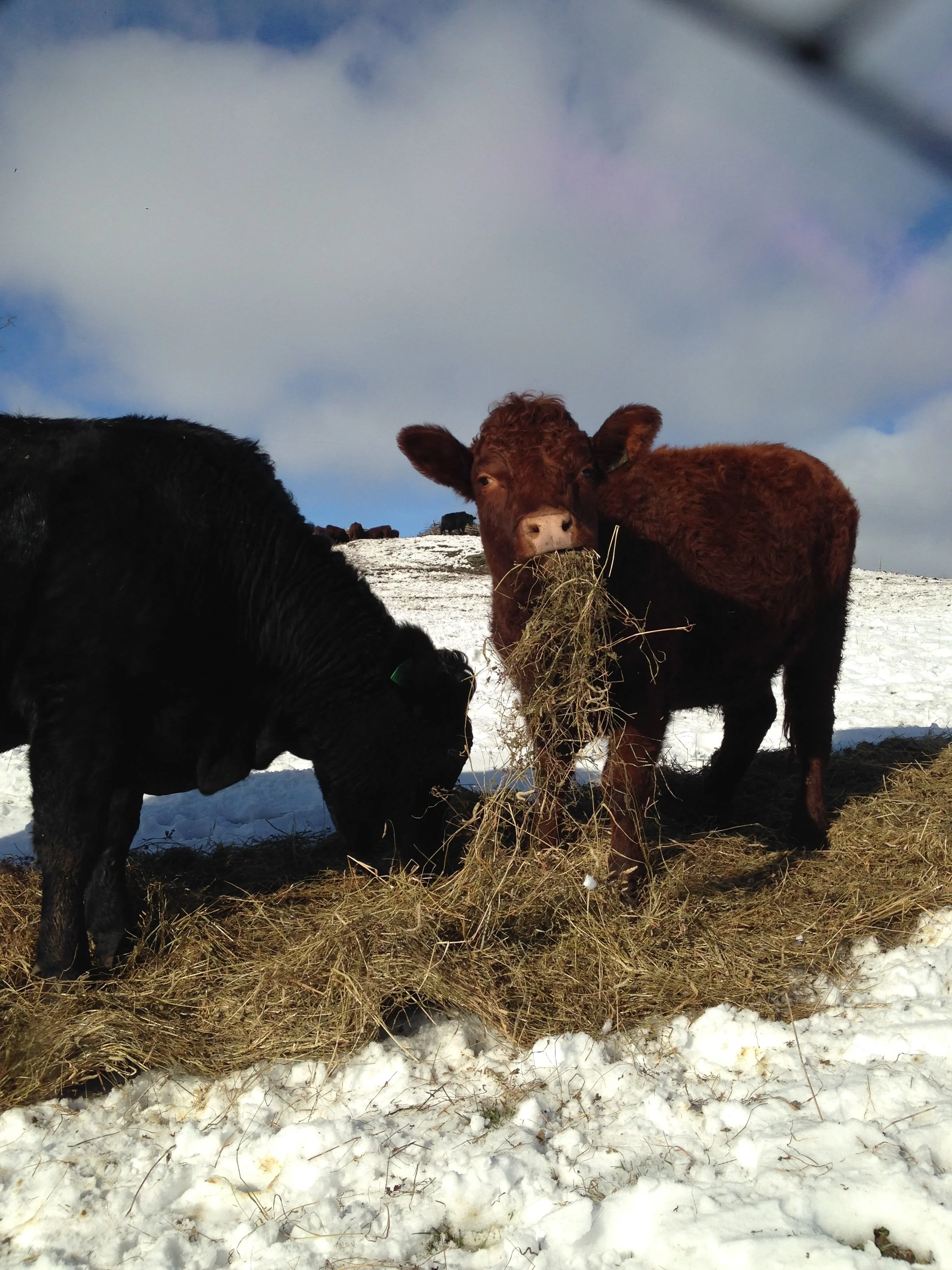 Adam Cow Pics 2019.2021 1342.JPG