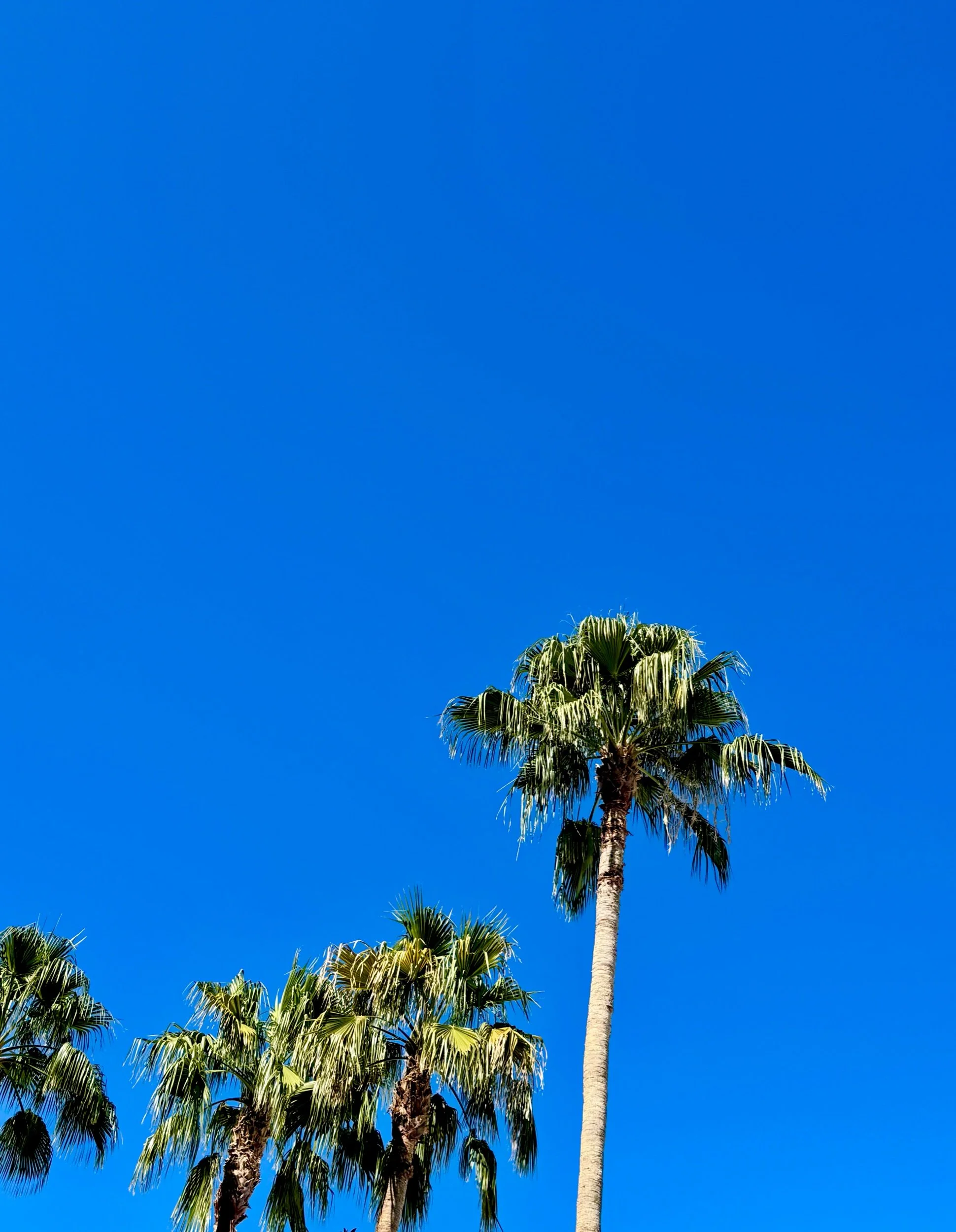 Before You Reach for Your Phone, Reach for the Sun