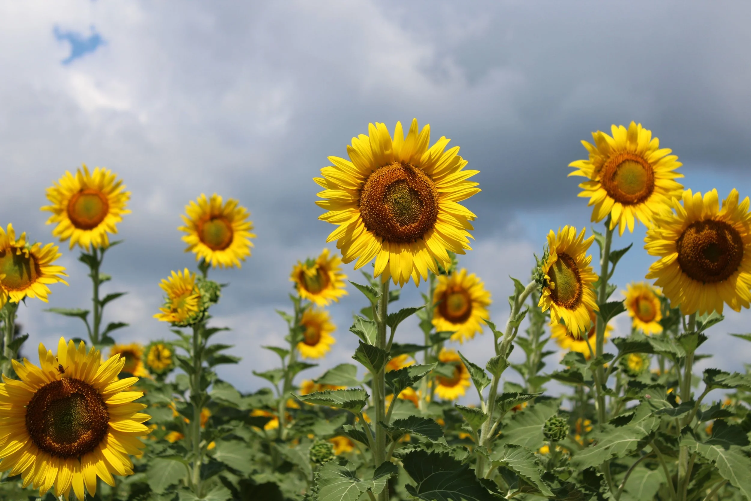 August Is Still Summer: A Reminder to Savor What’s Here