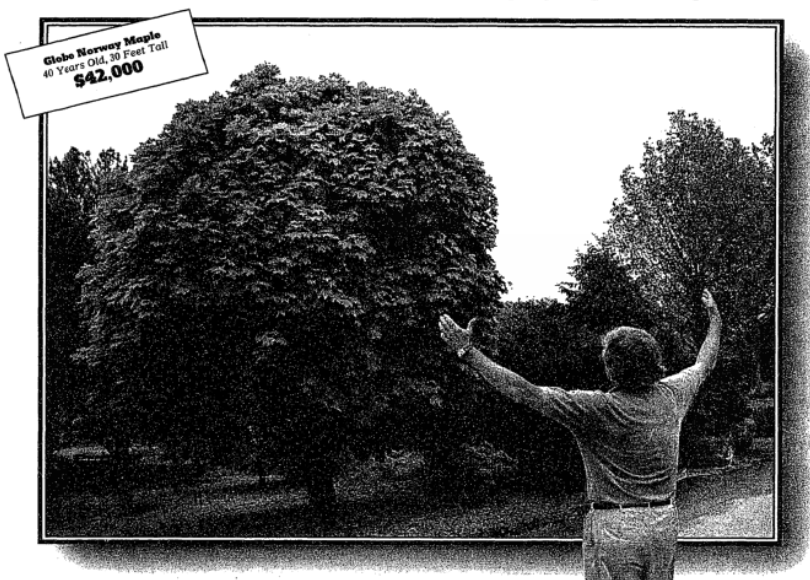 Of men and their trees: At Burberry Nursery in Amagansett, L.I., fully grown trees make instant trophies for instant Edens. Photographs by Norman Lono for the New York Times.