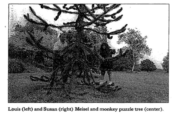 Trees 4.png