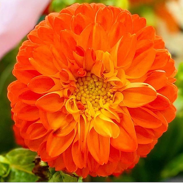 Hello Gorgeous! #orange #bizarreobsessionwithorange🍊 #christo4masonphotography📸