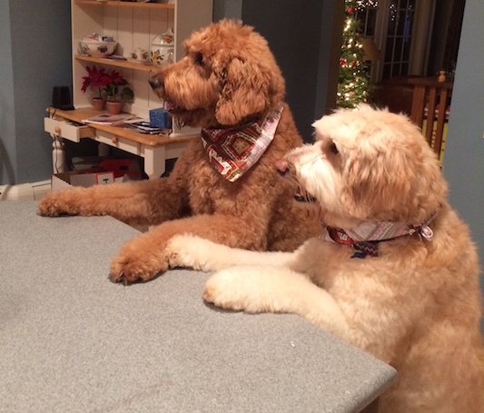 Matts-dogs.jpeg