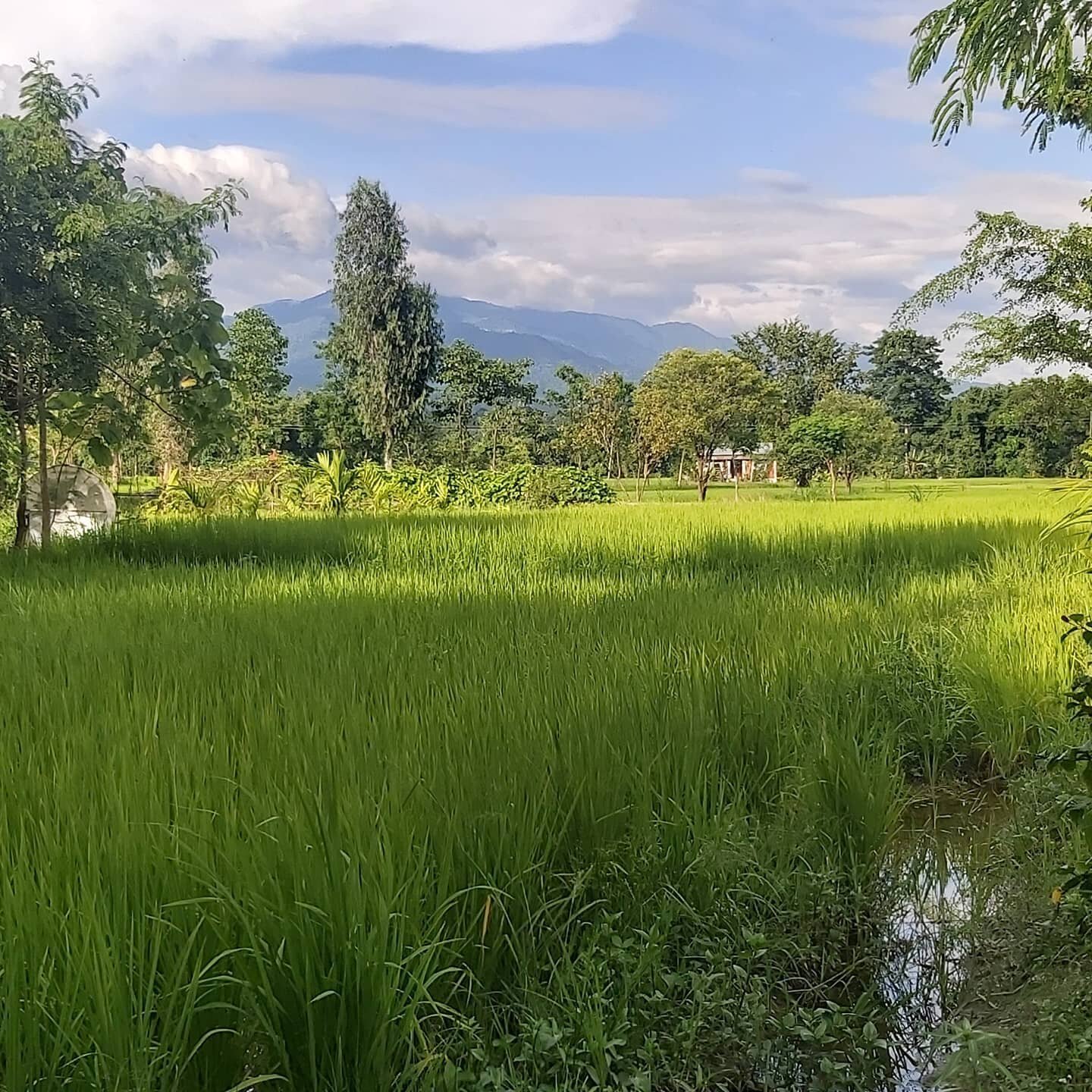 De rijst is goed aan het groeien # organic #vuurvlieg Nepal