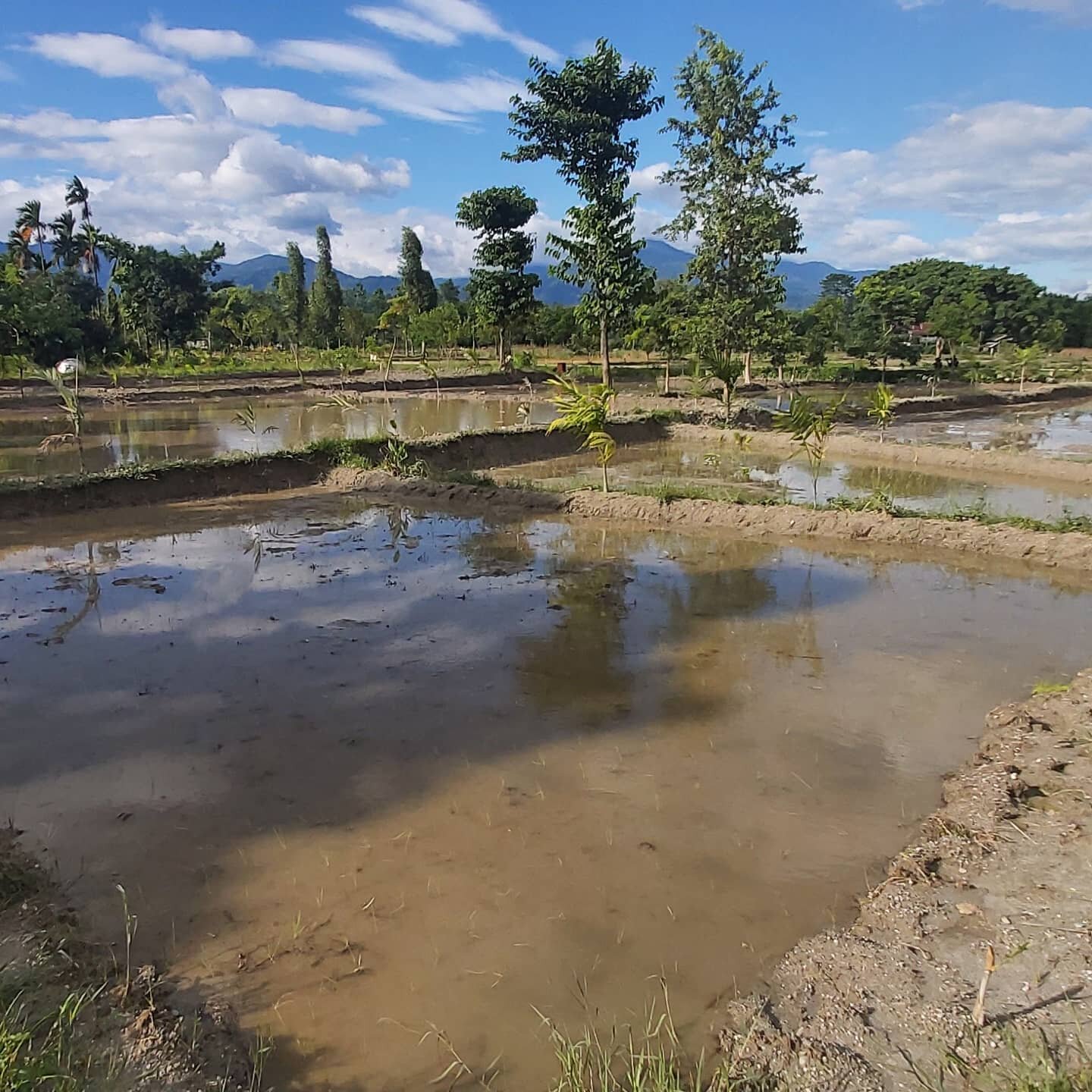 Ploegen gedaan # nu alles onder  water # nog even en tis tijd voor de grote rijstplanting # traditionele  rijstplanting #