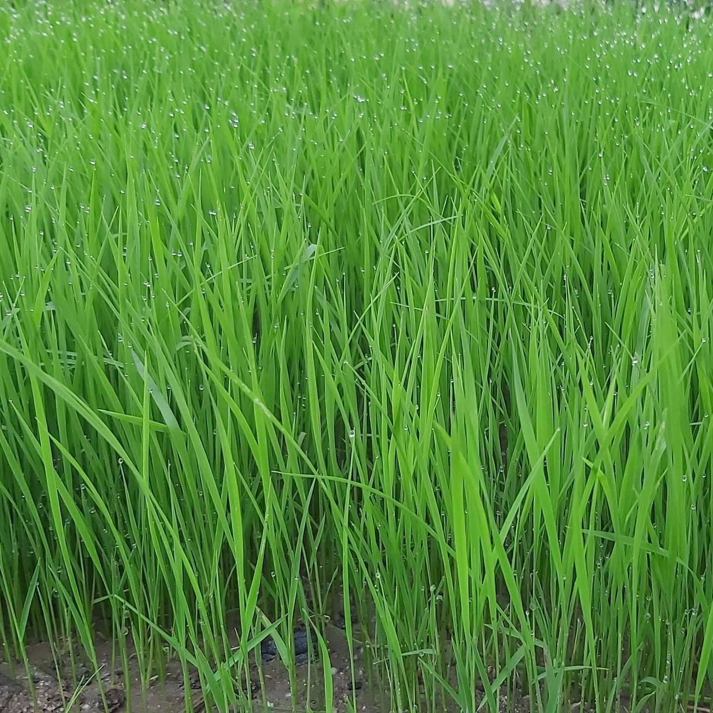 The&nbsp;System of Rice Intensification&nbsp;(SRI) is a farming methodology aimed at increasing the yield of&nbsp;rice&nbsp;produced in&nbsp;farming. It is a low water, labor-intensive, method that uses younger seedlings singly spaced # anders dan vr