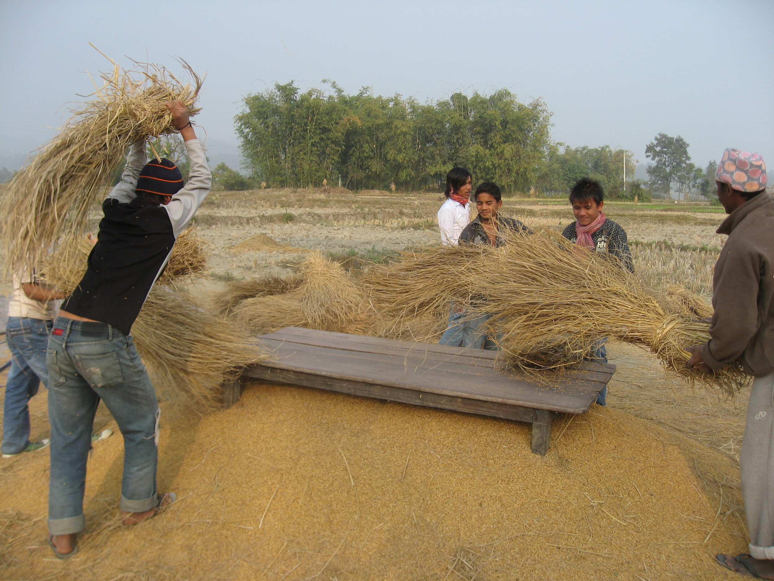 rijstplanting (32).jpg