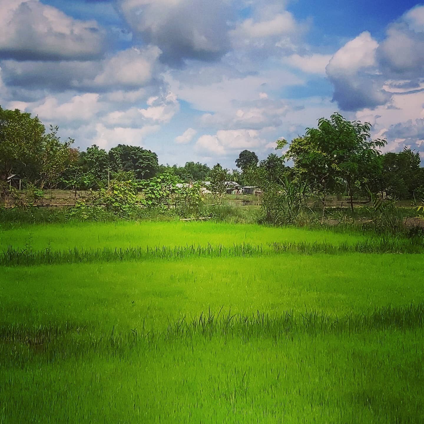 De rijstplanting # organic # hard hard werk# Nepali = sterke  mensen # foodsecurity #