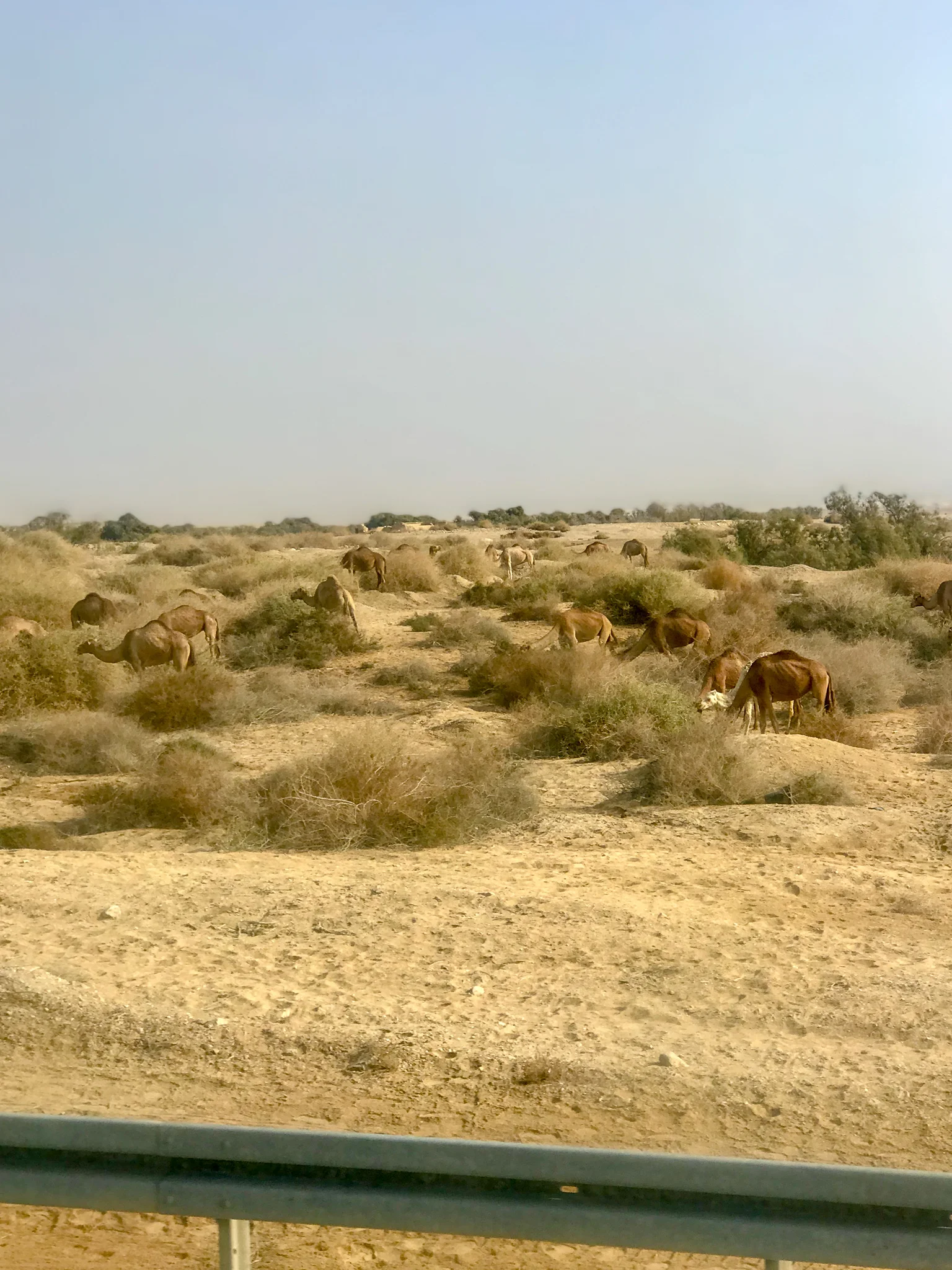 Wild camels. Much different than the ones you will see dressed with colorful fabrics and tourist sitting on top of them.