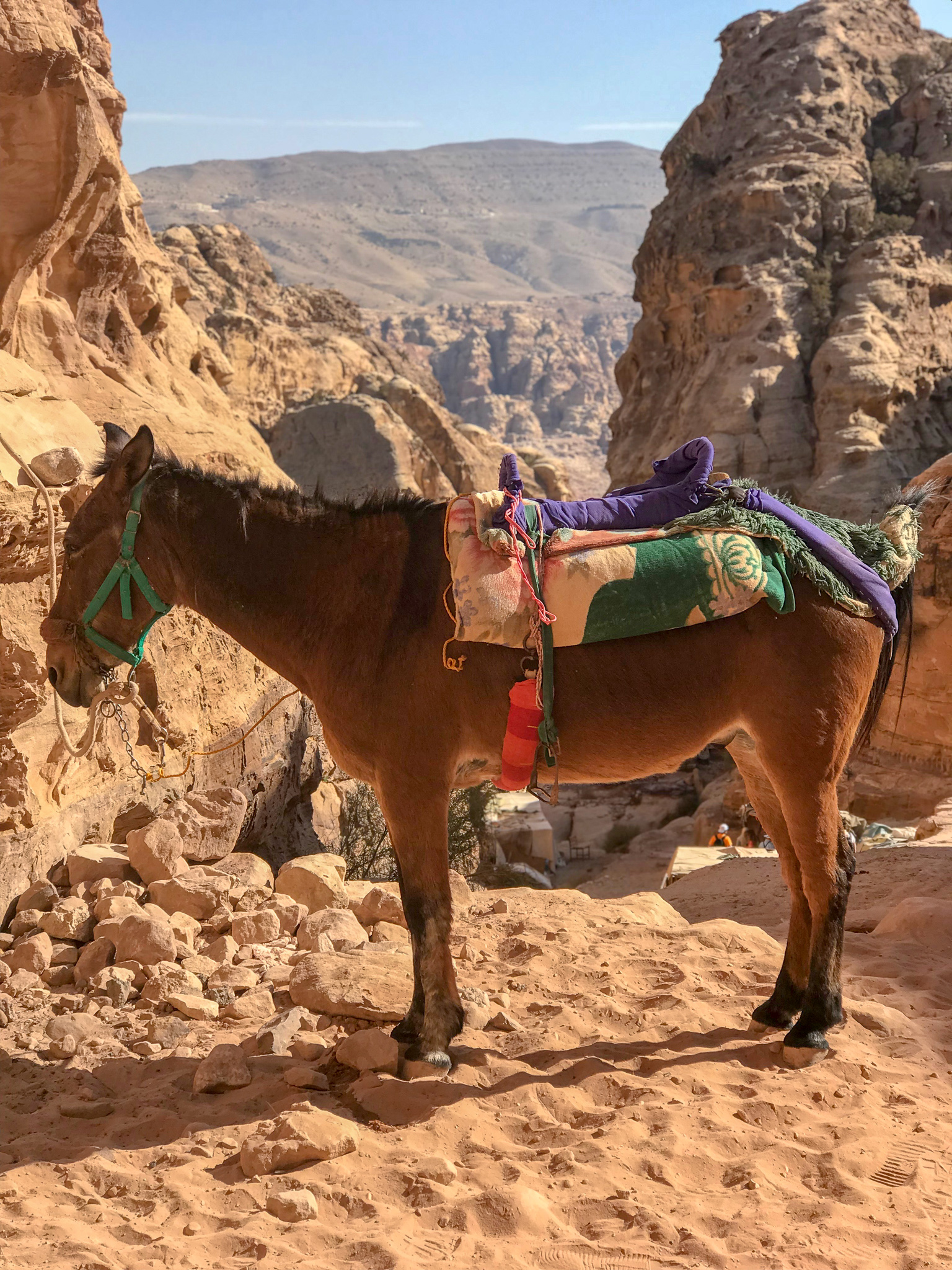 I discover a lone donkey off on the path up.&nbsp;