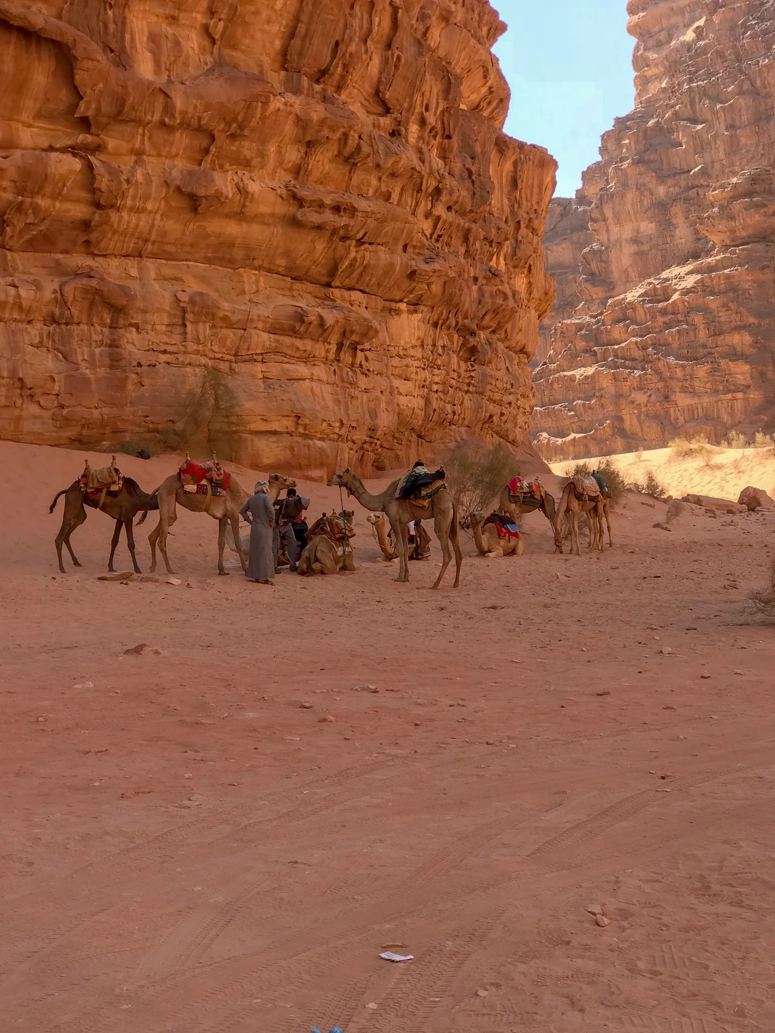 A herd of camels with their owners taking a break in the cool shade.