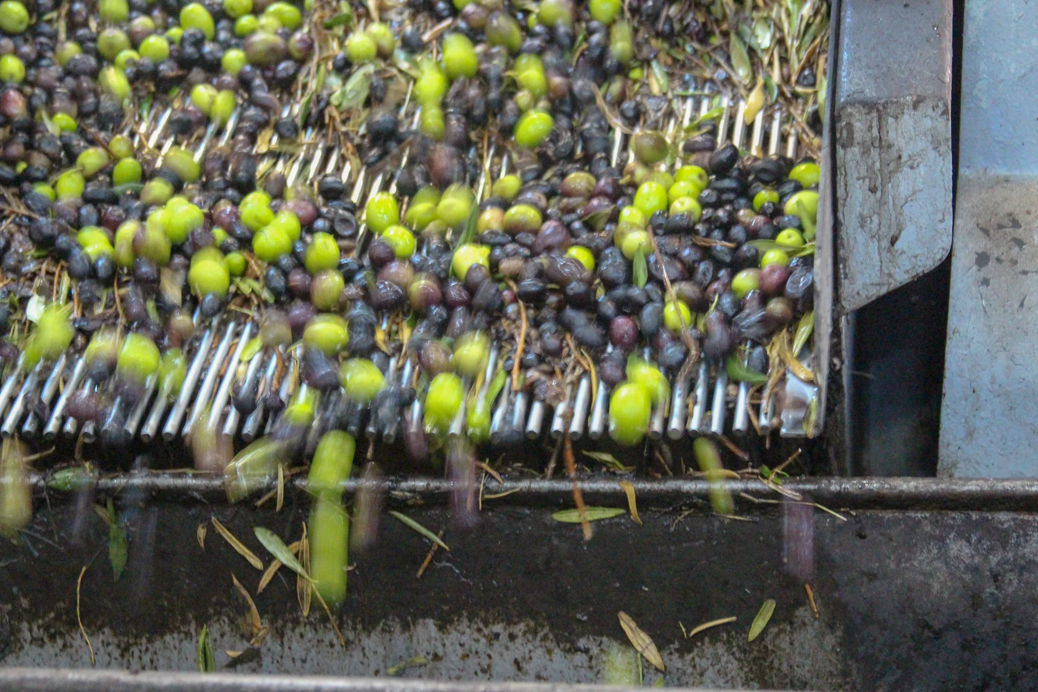 Fresh olives on the pressing machine. Ready to to be made into olive oil. Pure and unadulterated.