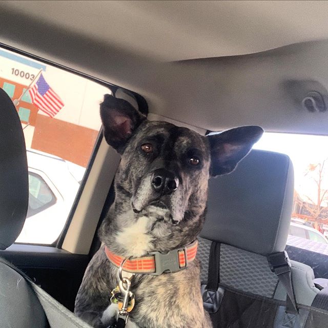 This is Bill.  Bill likes to go on rides in the truck.  He also likes to meet new people, bark excitedly, play with cats, do this weird sneeze/shake/yawn thing (or whatever it is), and do every trick he knows in repeating order until you give him a t
