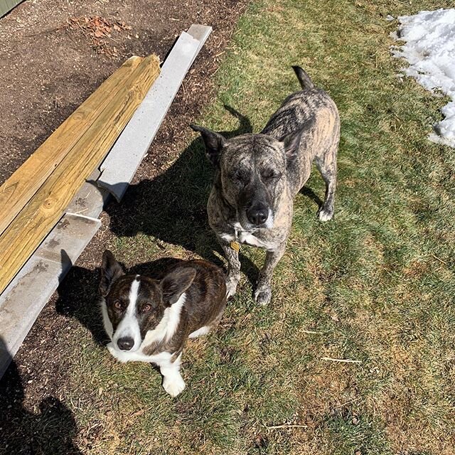 We love pups and our beloved Bill loves making new friends!  This customer invited Bill over to play with their adorable pooch, Bentley!  We stay busy working hard on their new deck while the boys stay busy playing hard 🔨 🏠 
Progress pics coming so