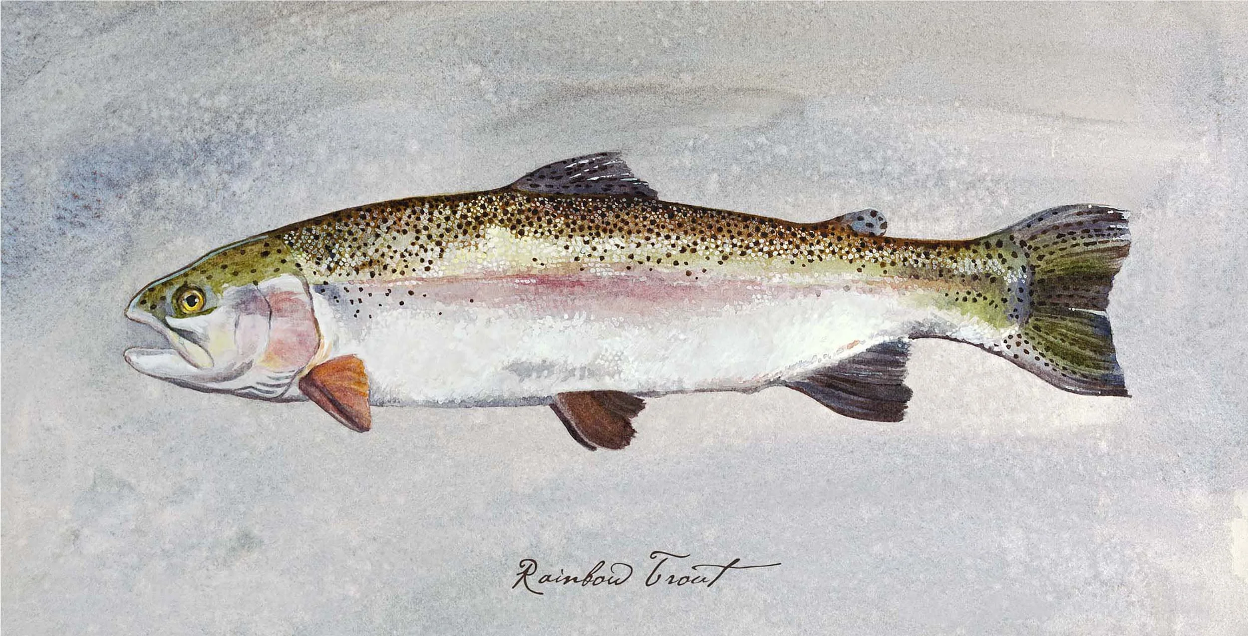 Rainbow Trout - Watercolor