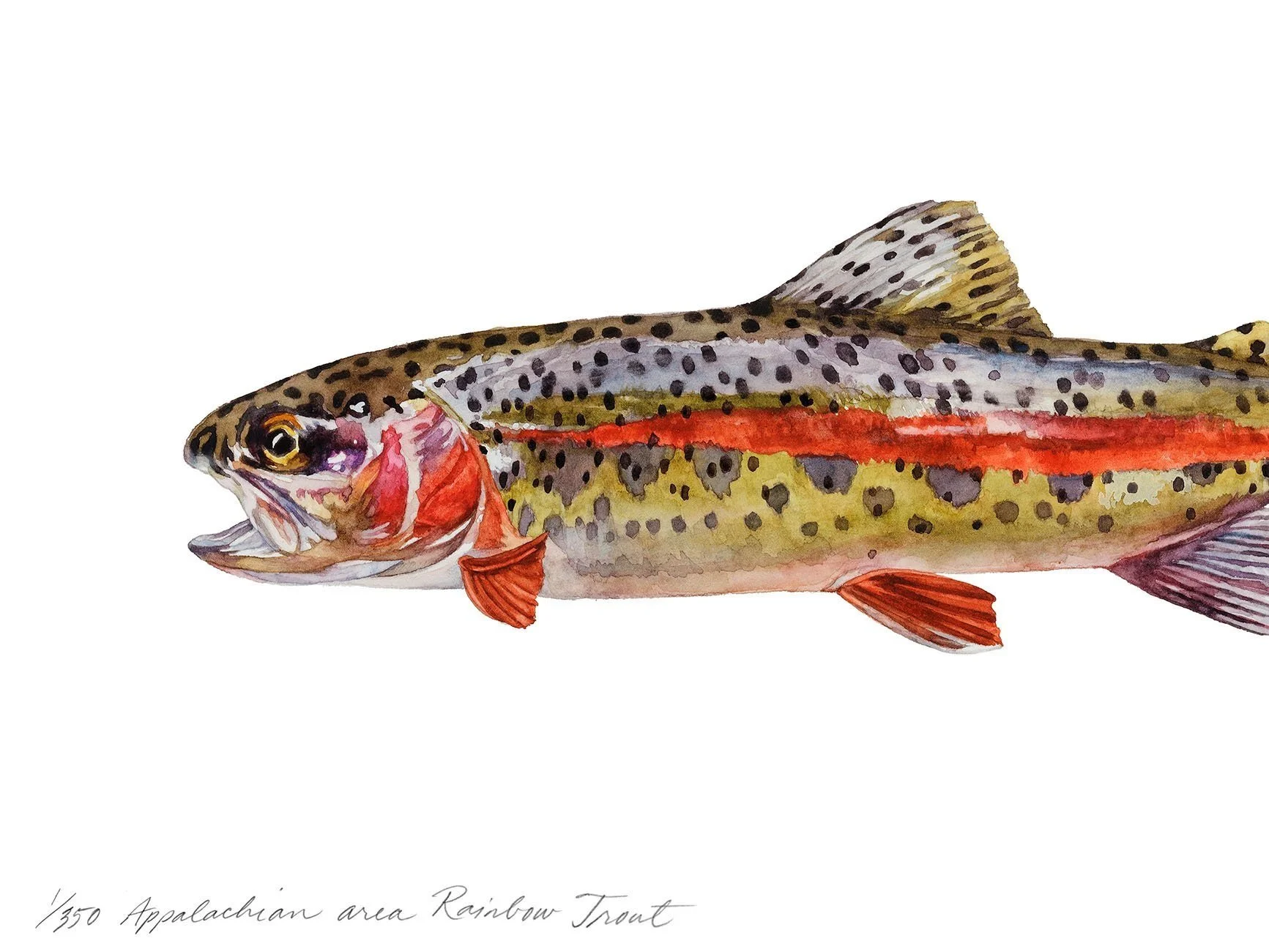 Appalachian-area-Rainbow-Trout-Cindy-Day-web.jpg