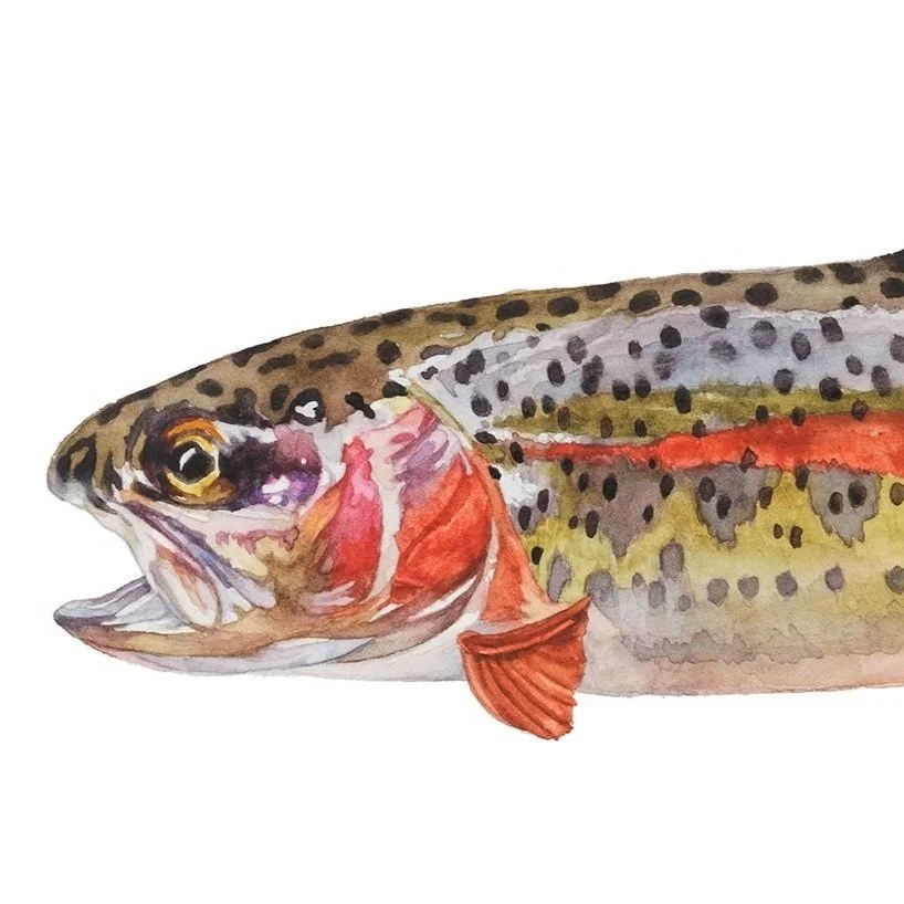 Appalachian Rainbow Trout2.jpg
