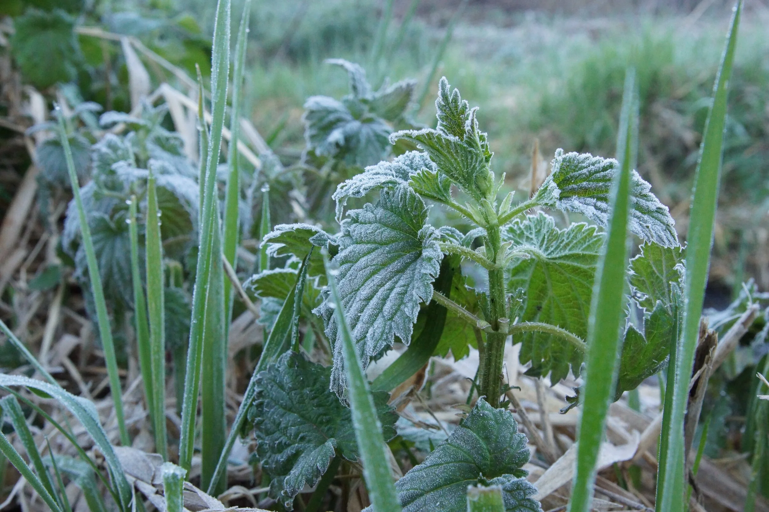 Urtica dioica