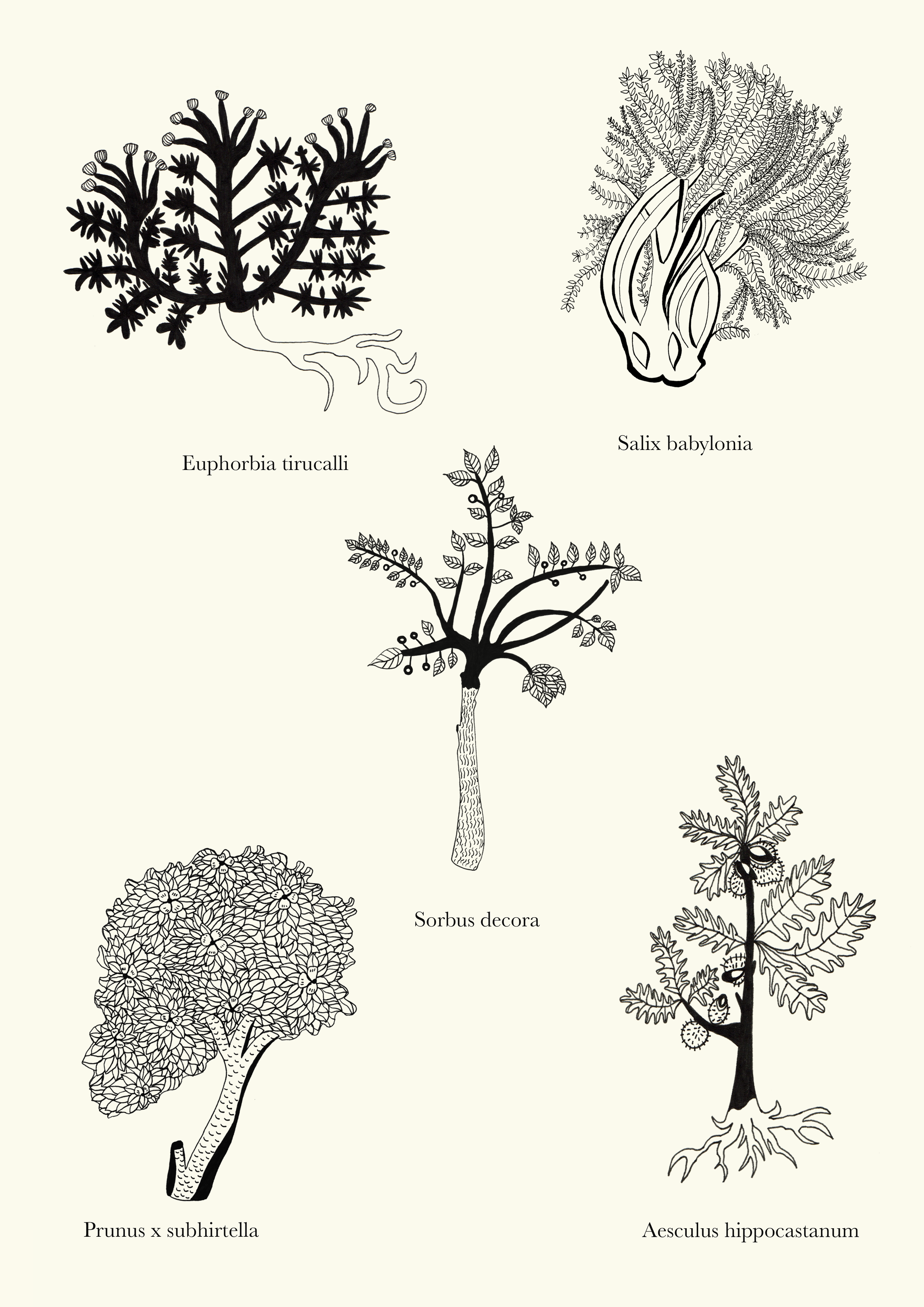 Herbarium for online.png