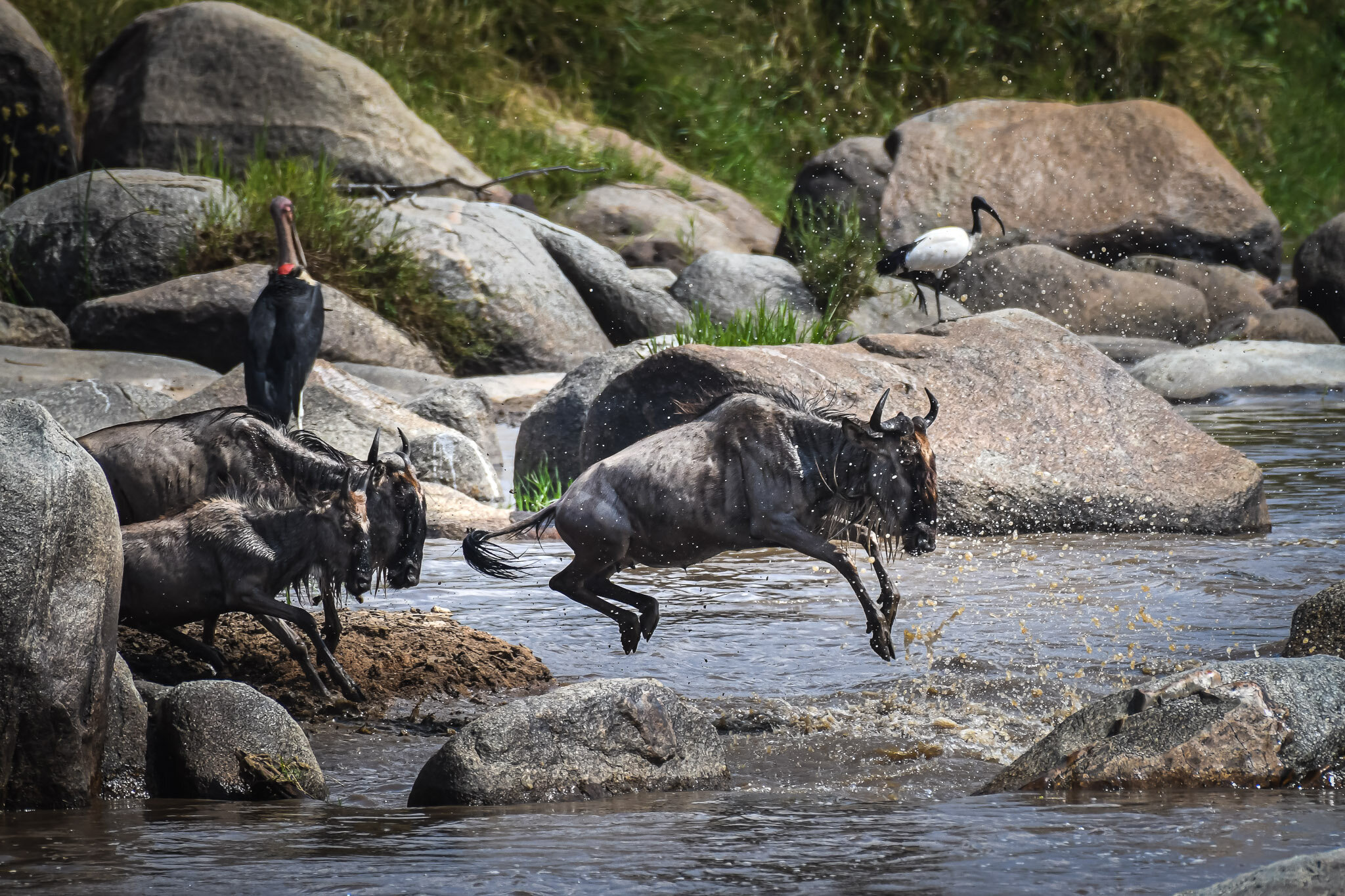 Serengeti, Tanzanie / Tanzania