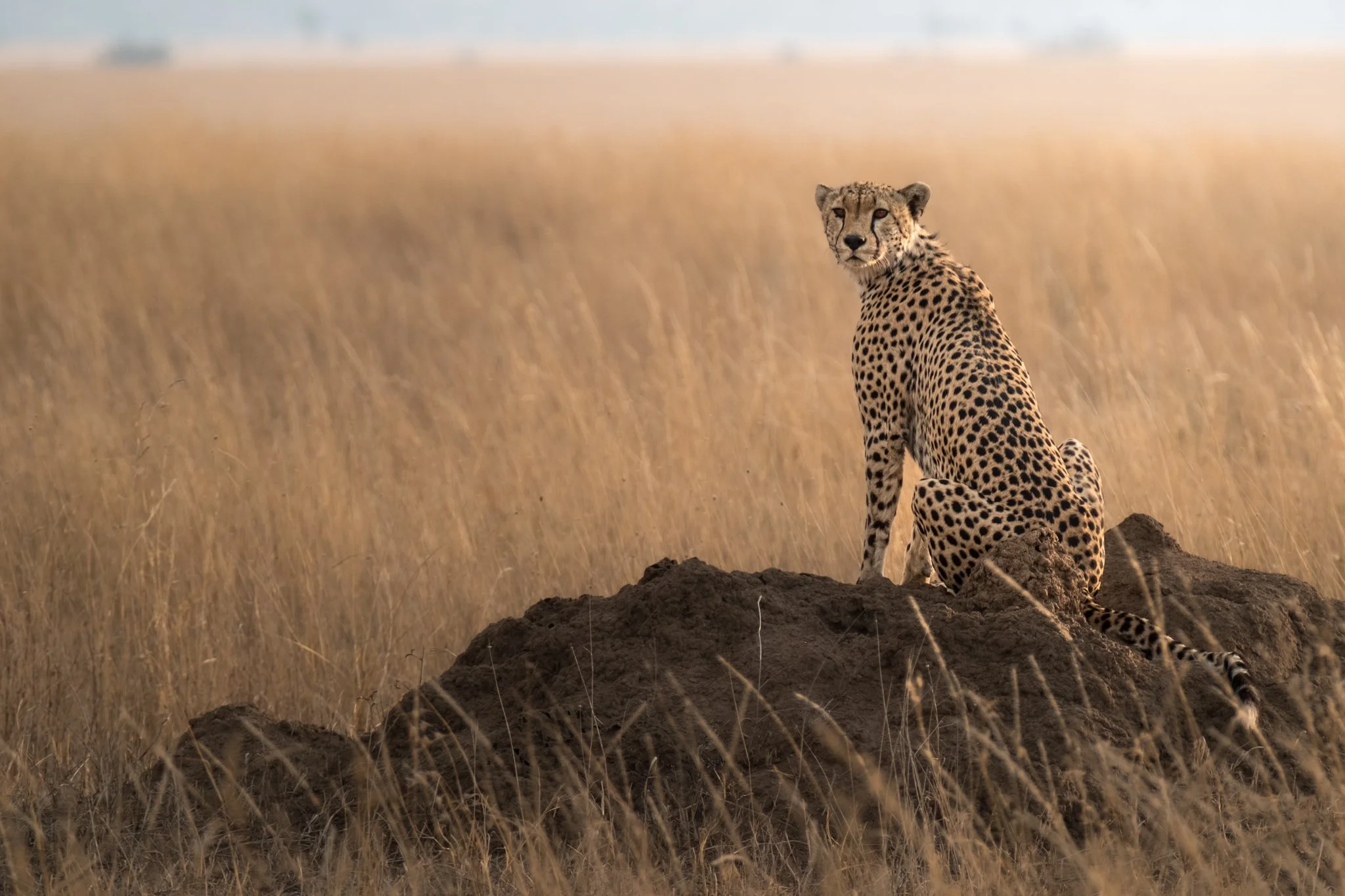 Serengeti, Tanzanie / Tanzania
