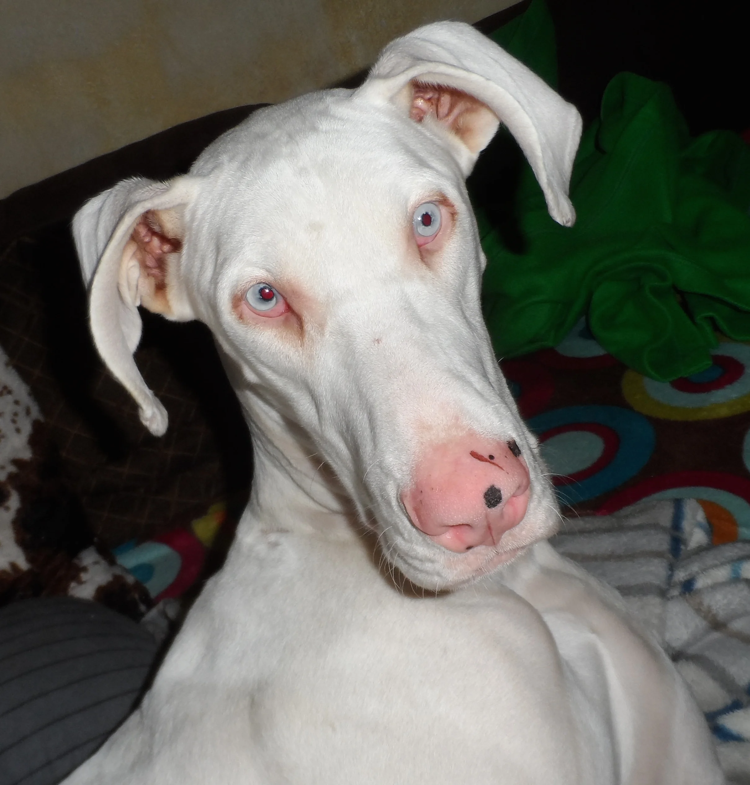 Gallery — Great Dane Rescue South Africa
