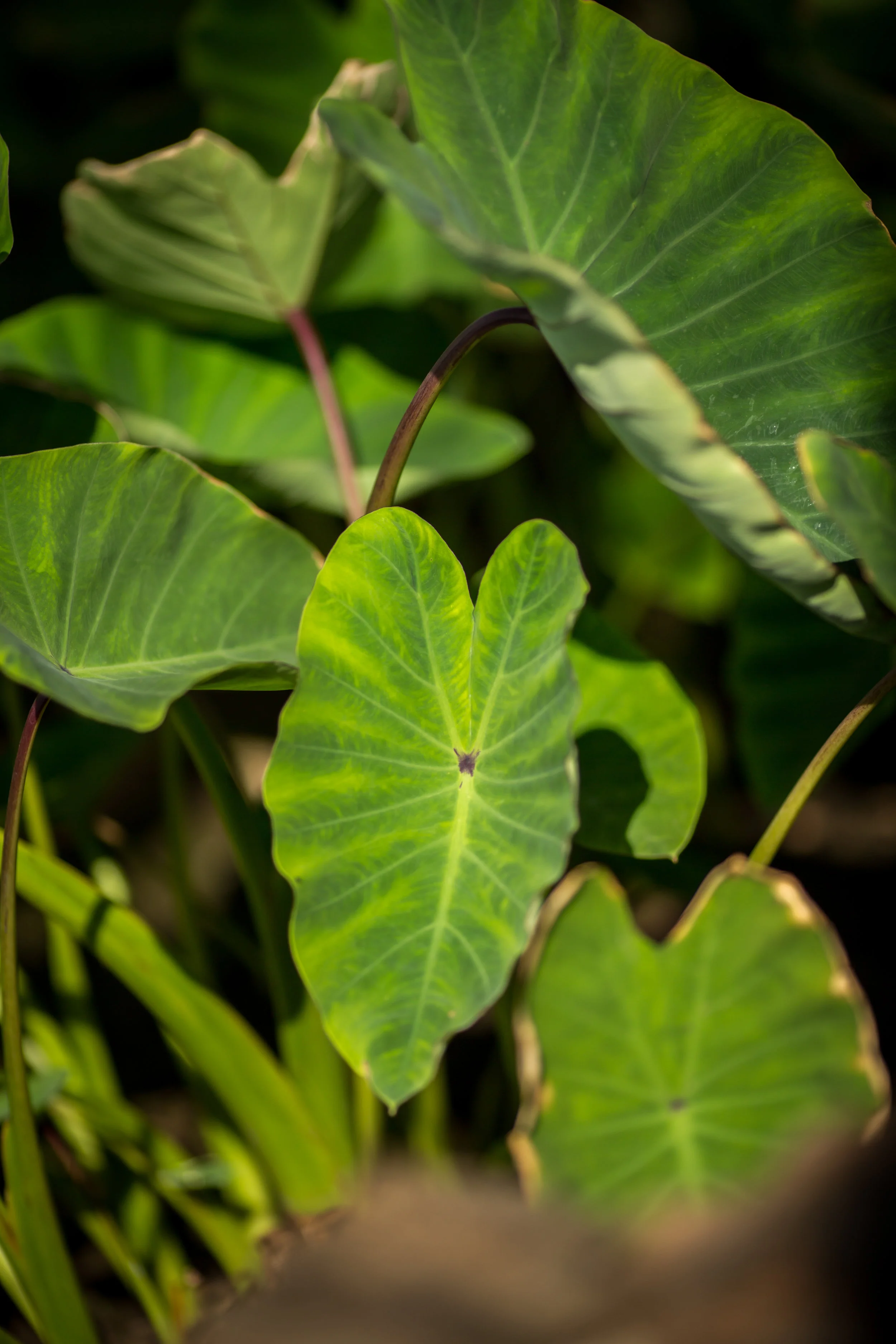 175_kauaphotography.jpg