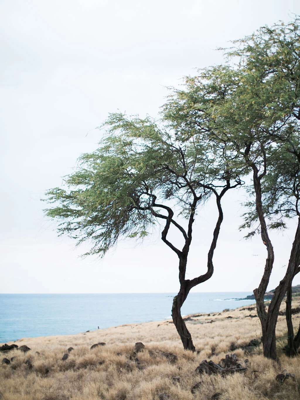 AliceAhnPhotography-AMCO-120.jpg