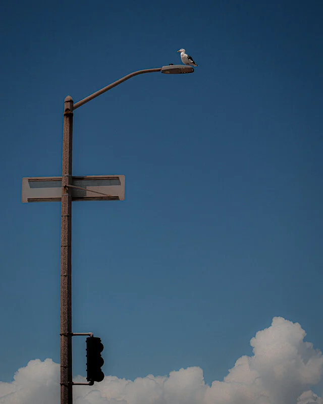 ocean-beach-seagull-great-highway-blue-sky-san-francisco-fine-art-wall-print.jpg