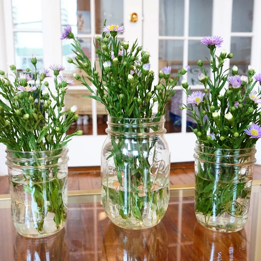 aster flowers