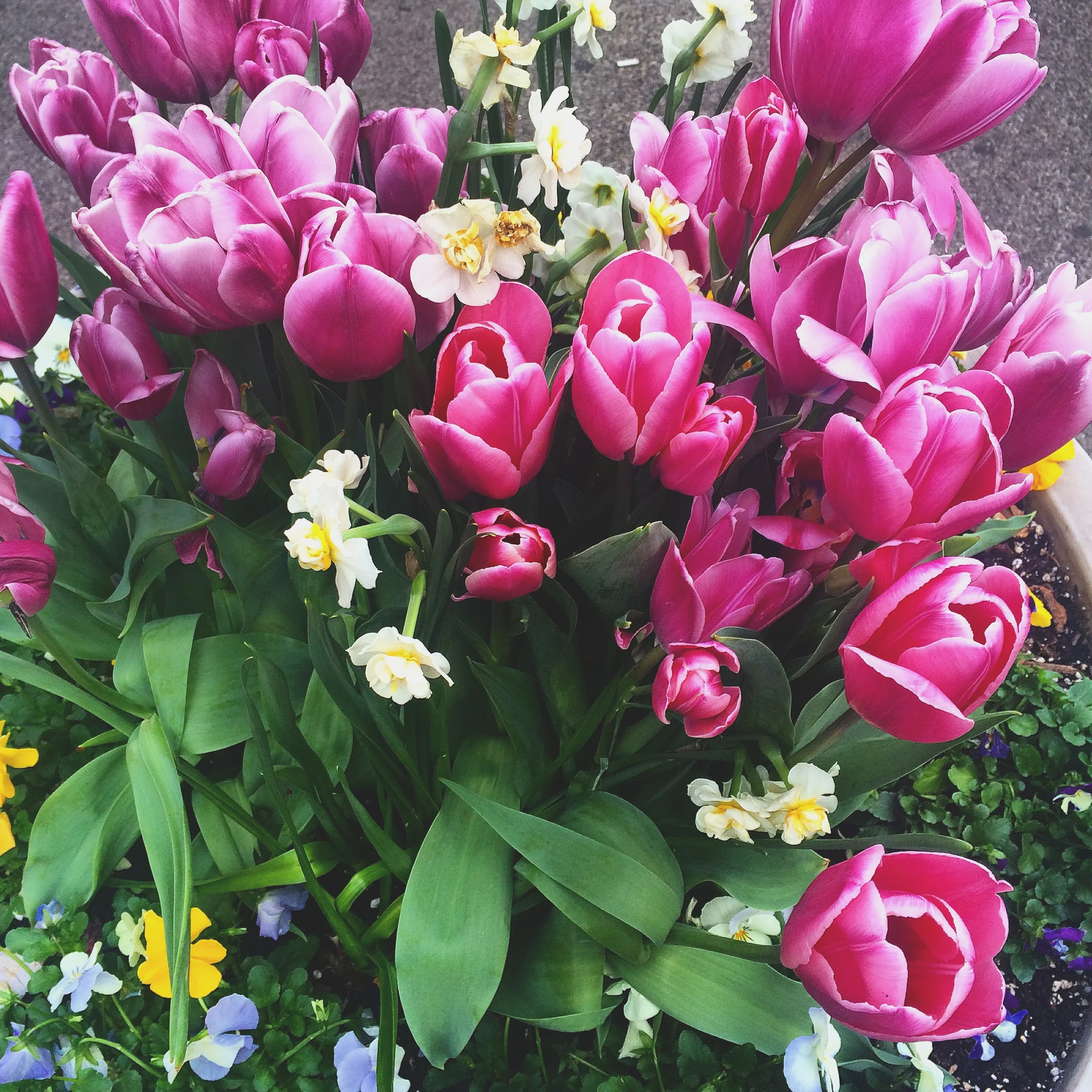 flowe
