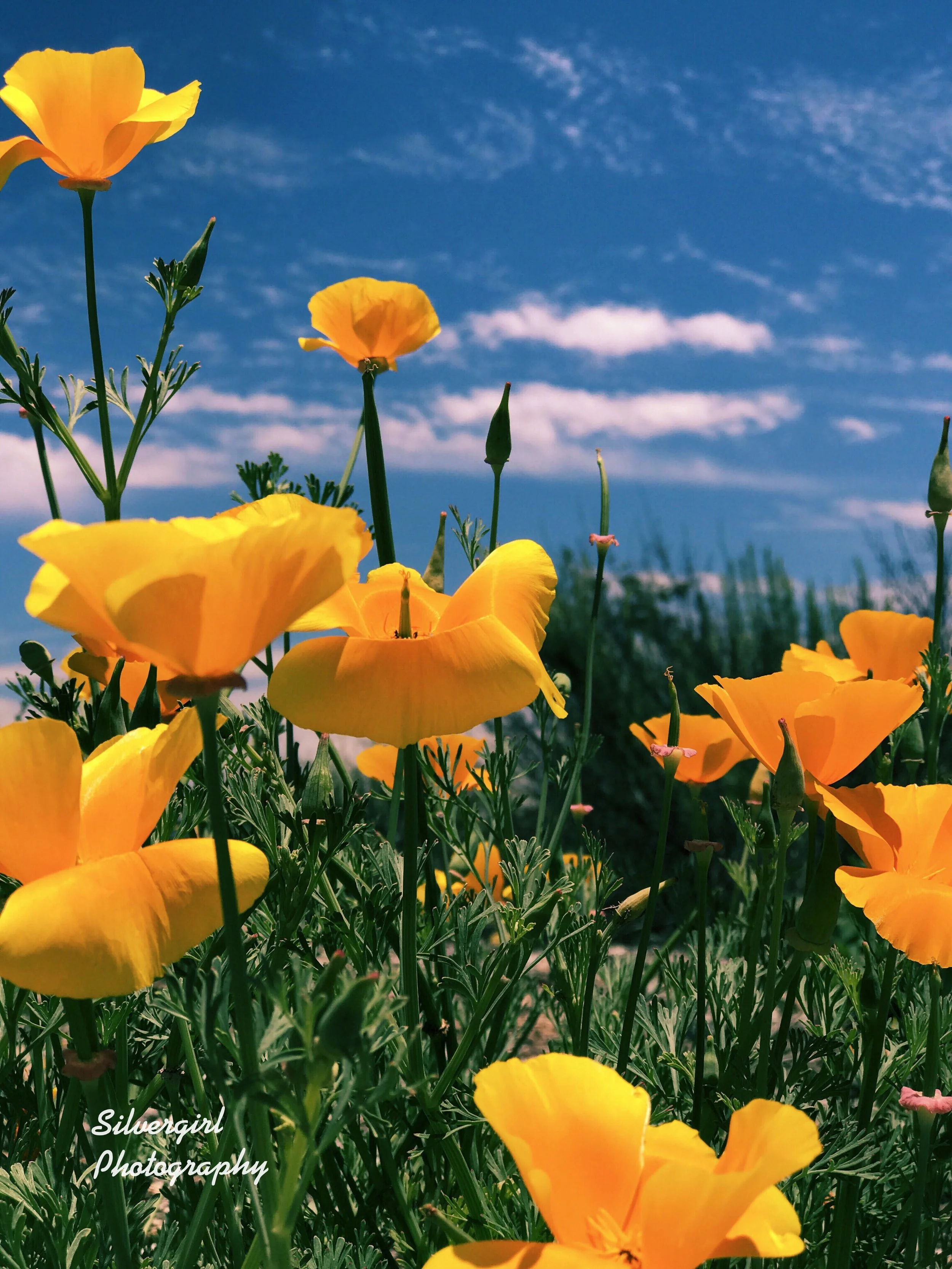 43. Poppies at Mission Trails, San Diego