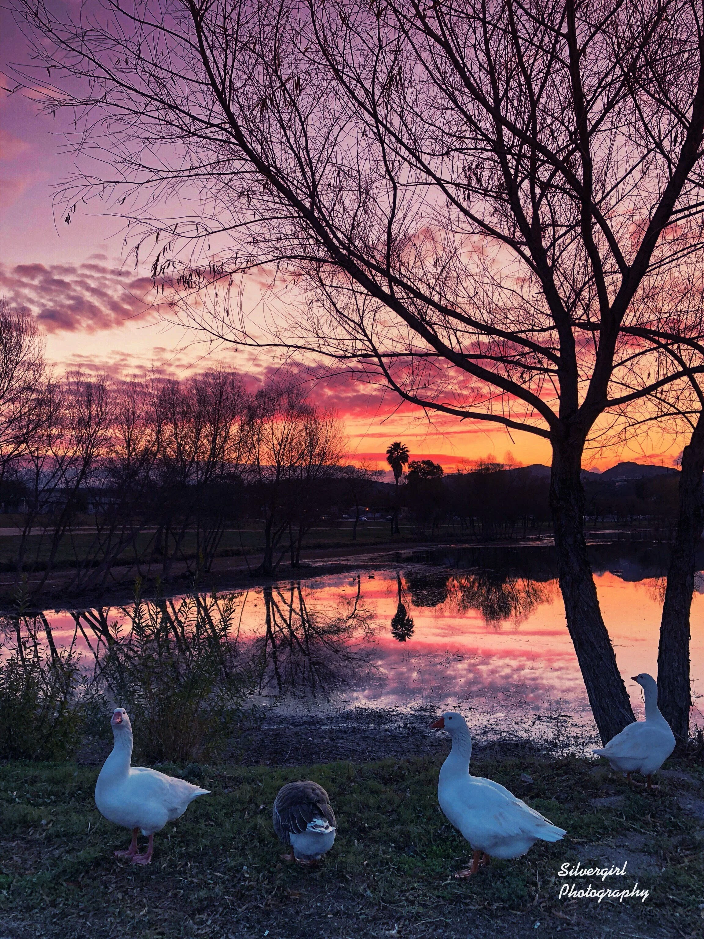 80. Sunrise at Lindo Lake, Lakeside, California