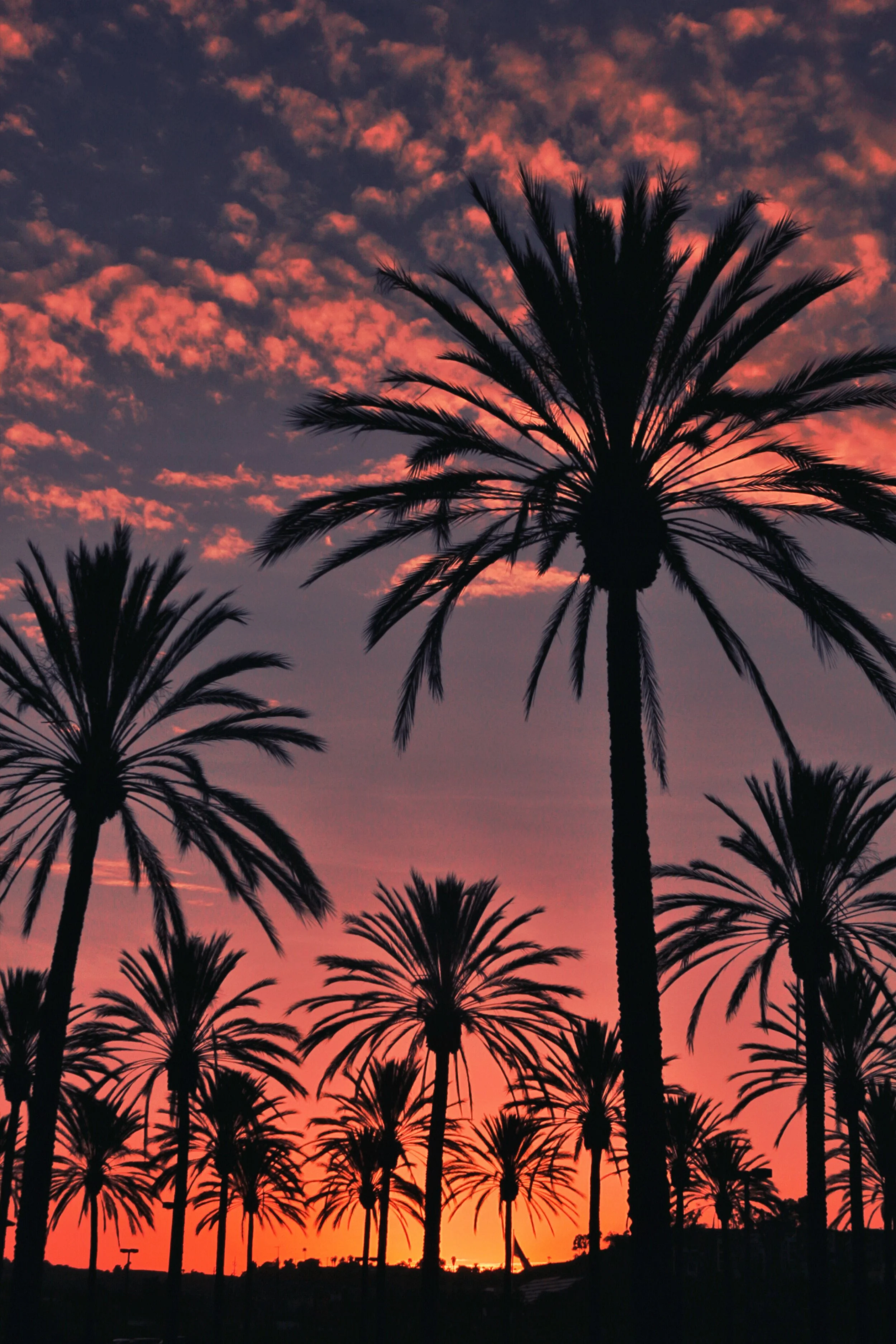 96. Sunset in San Diego, CA