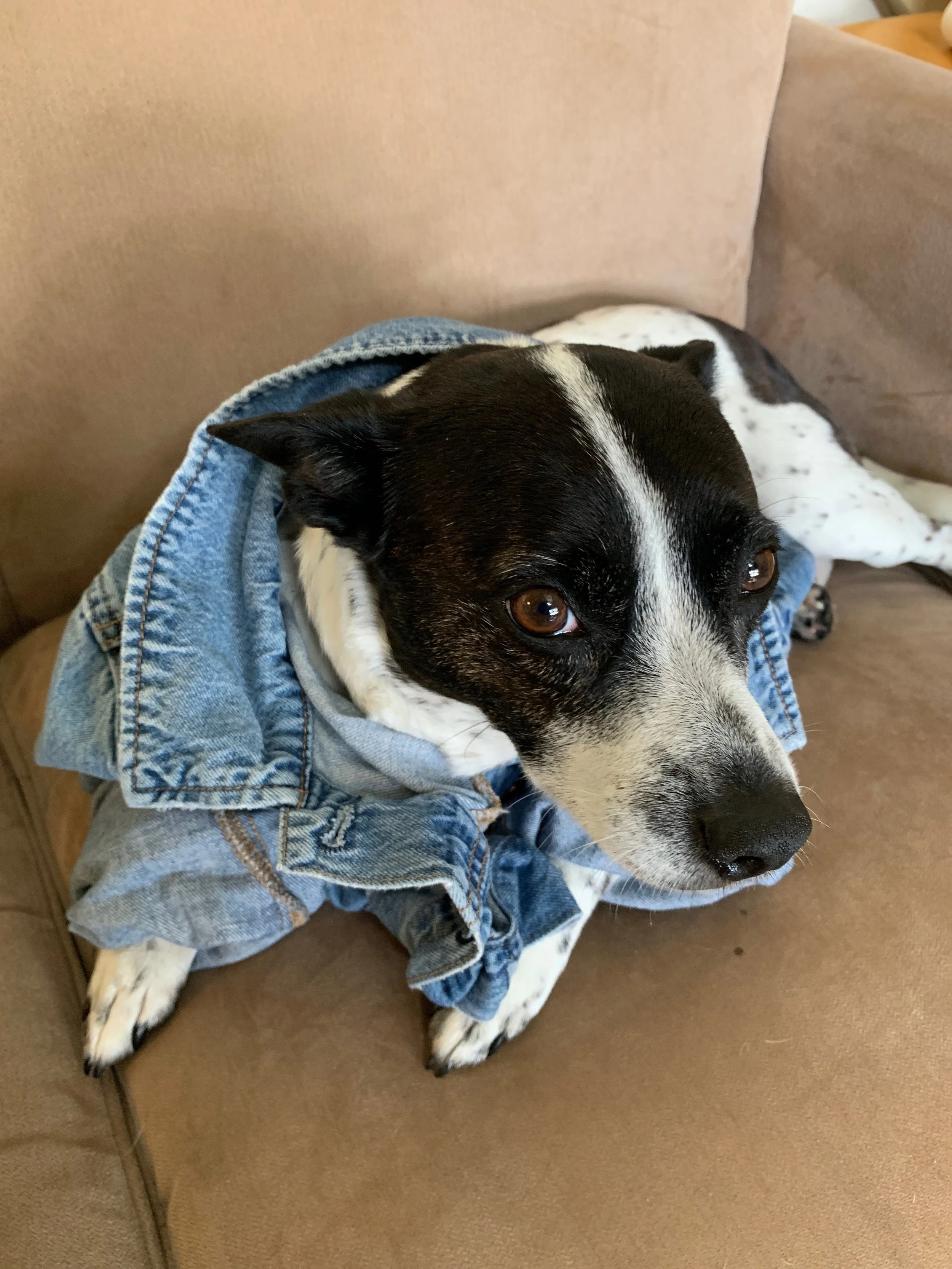 Point/Counterpoint: dogs 