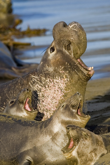 elephant-seals.png