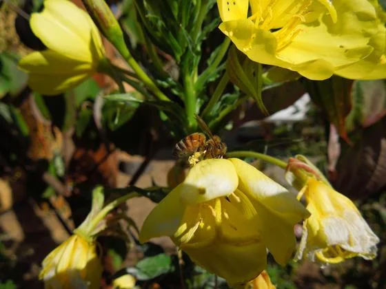 Bees with pollen on their legs.