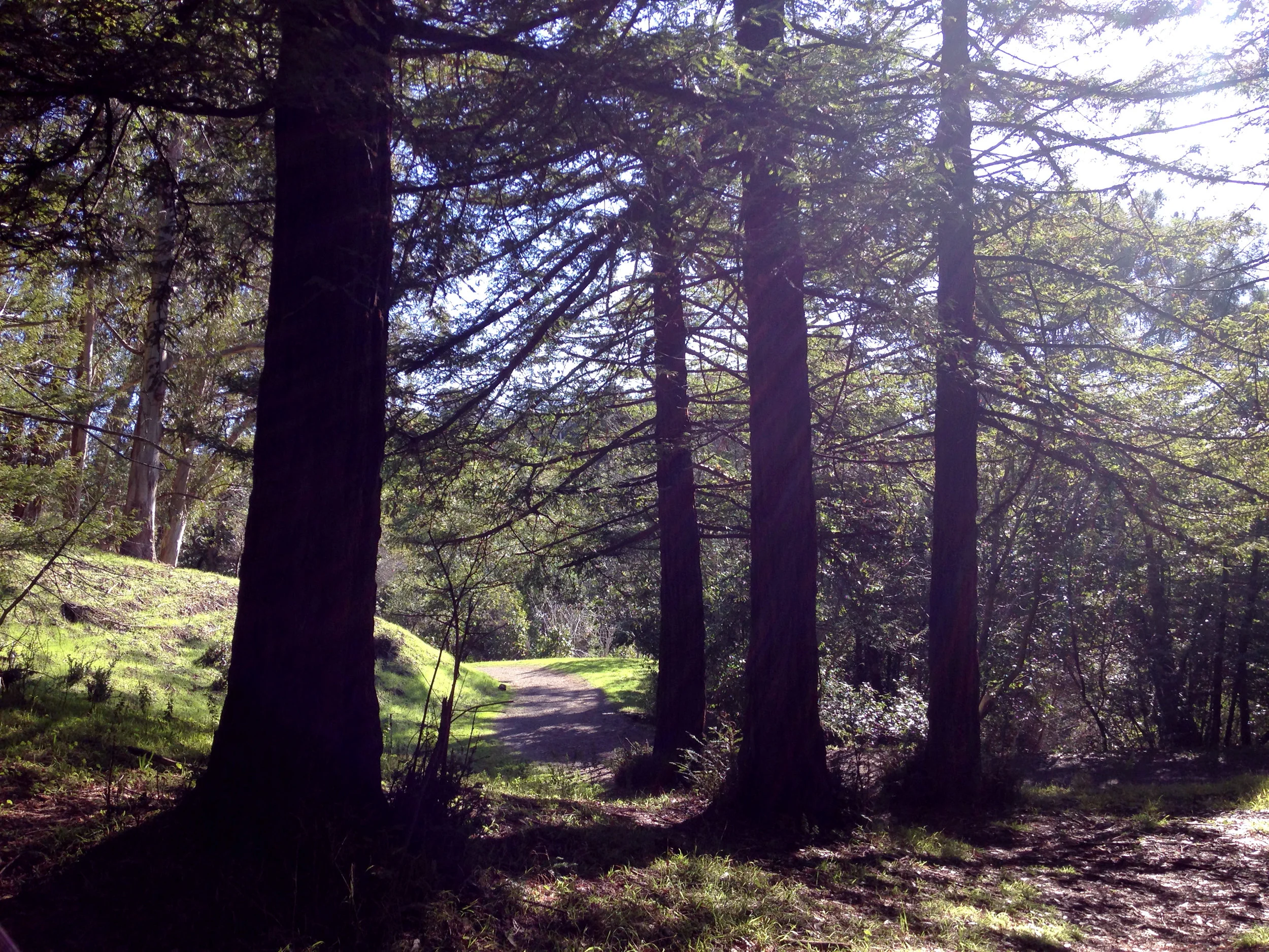 AlvaradoRedwoods2.jpg