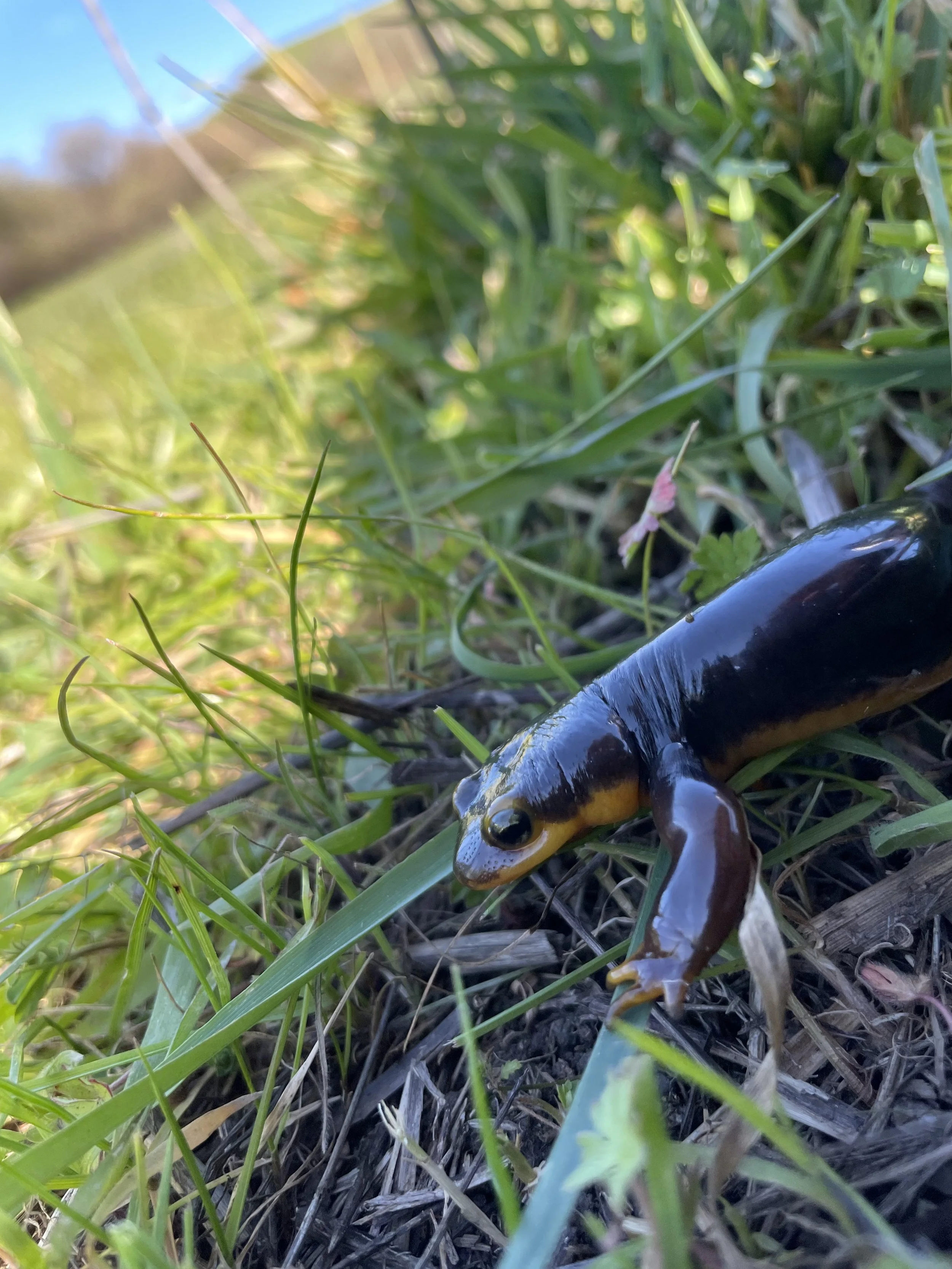 Real Life Herpetology