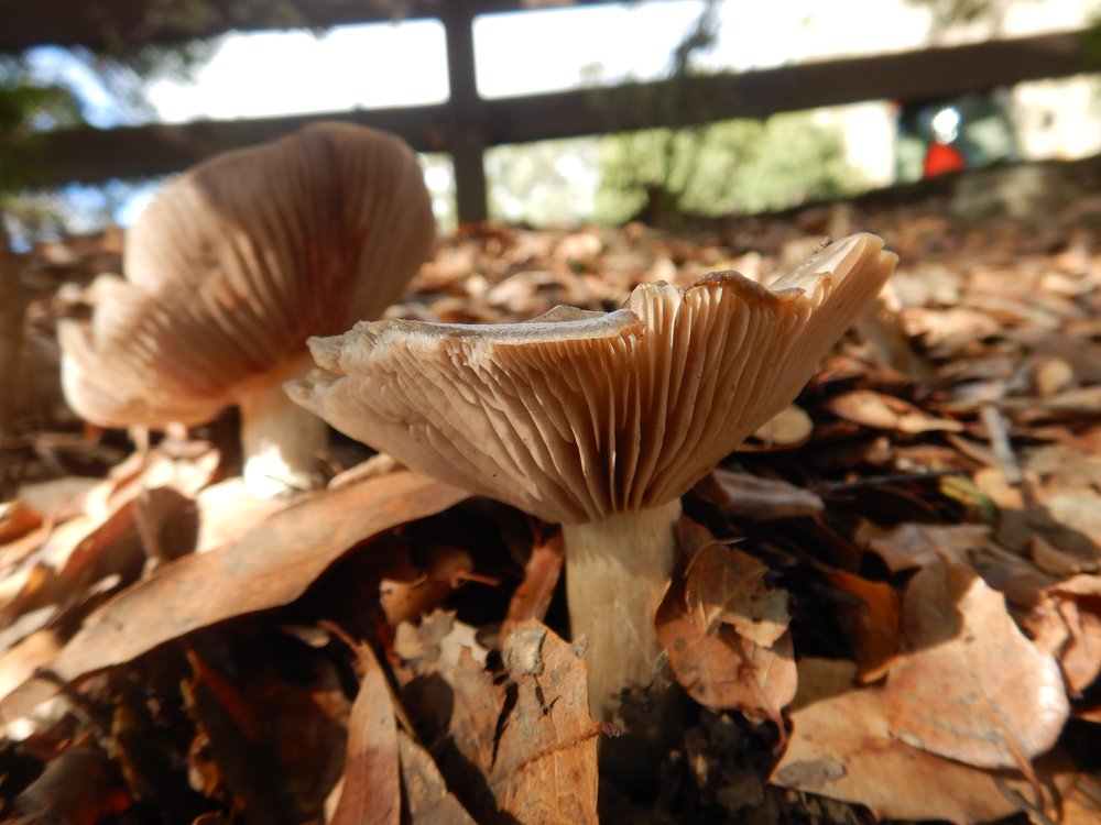 Mushroom3.JPG