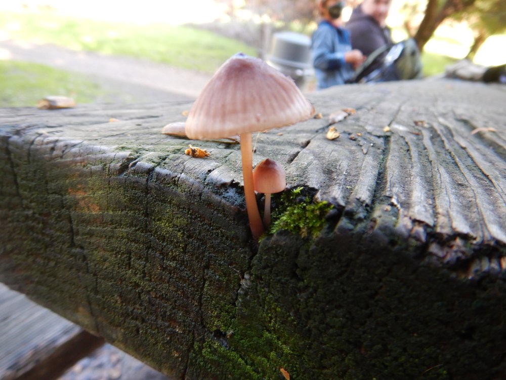 Mushroom4.JPG